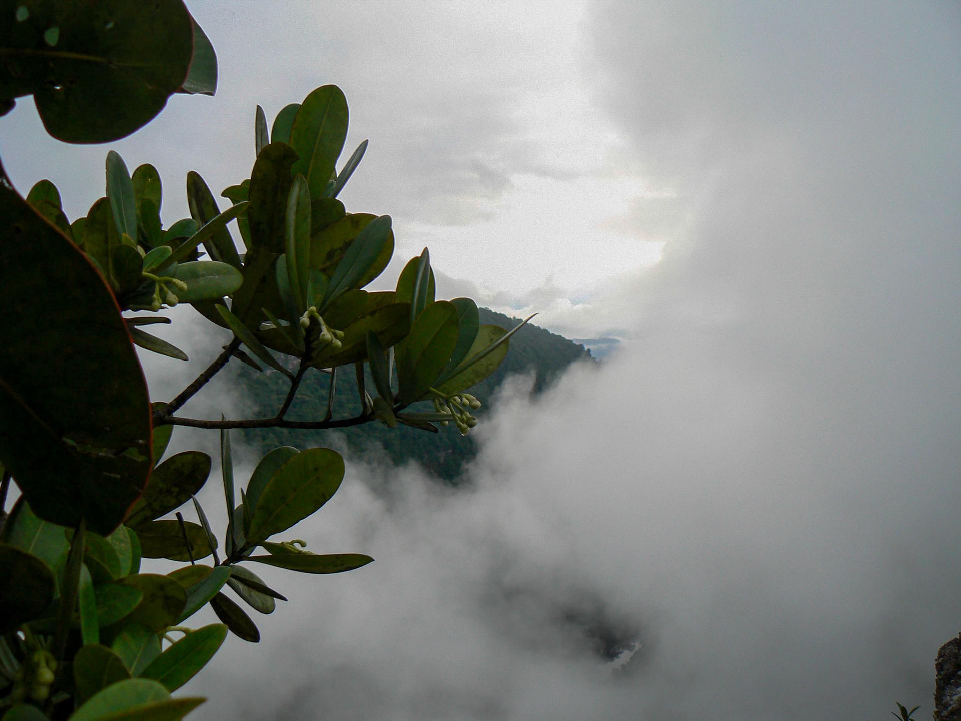 TP1040796 Top of Kaieteur Falls
