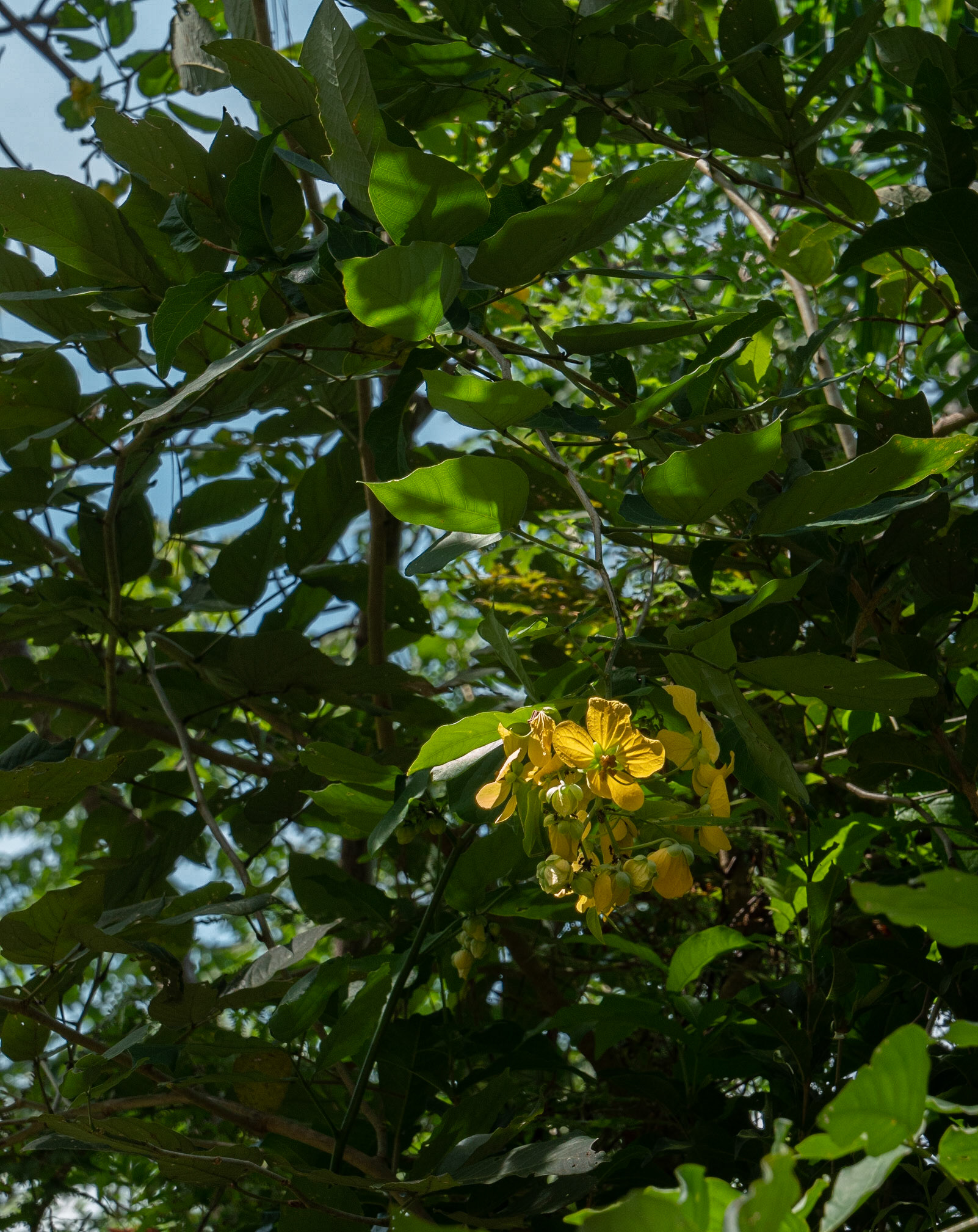 P1106814 Unusual wild flower, nice yellow colour