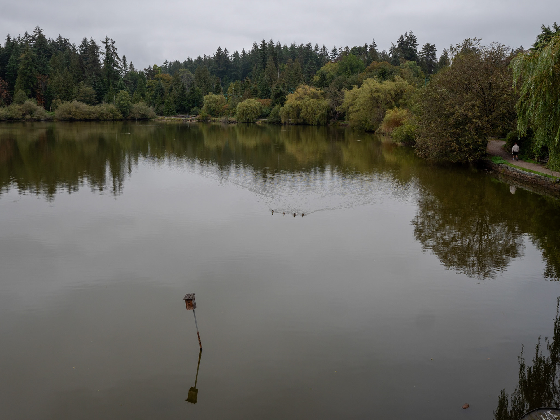 Lost Lagoon Stanley Park