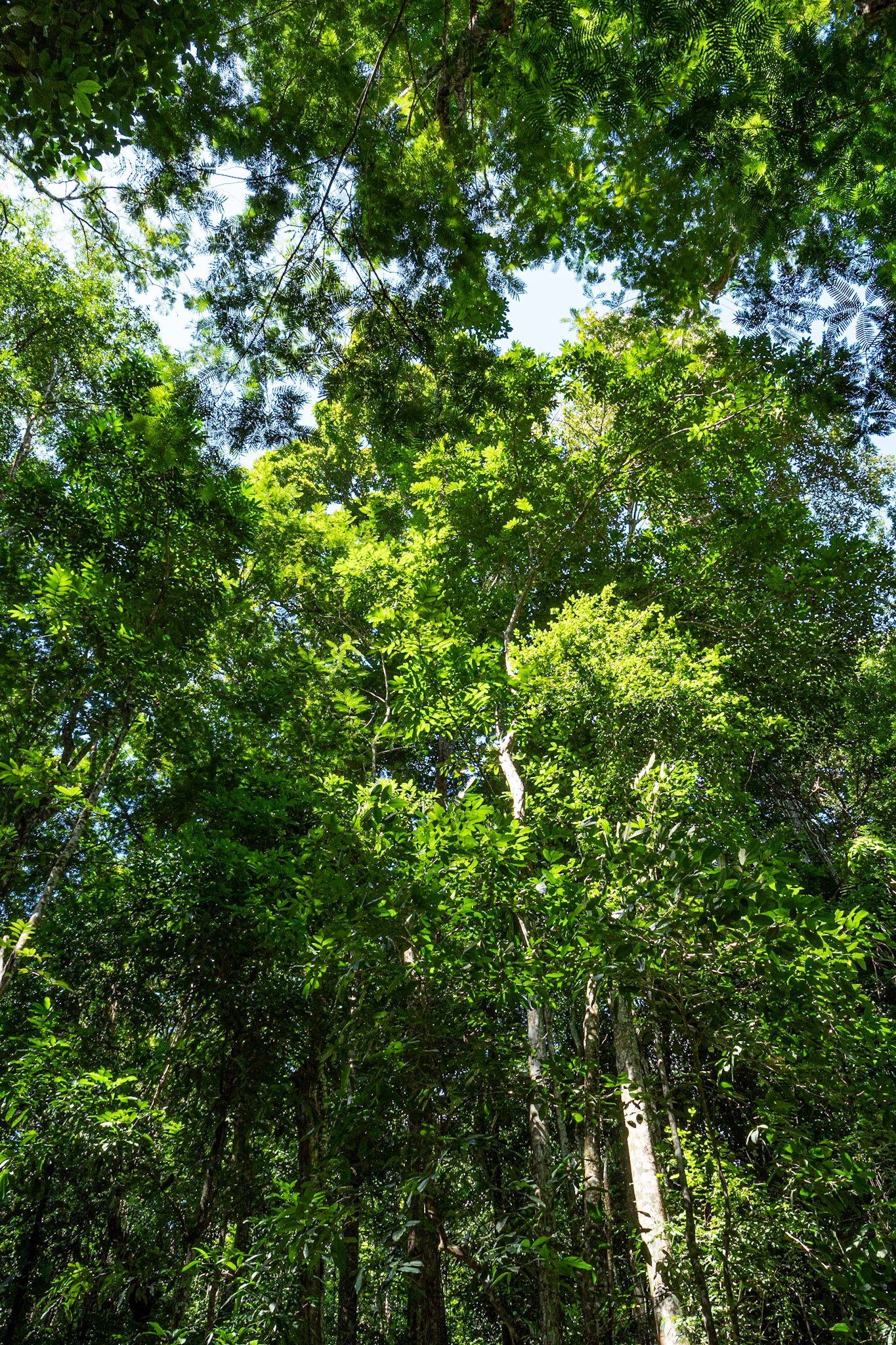 P1069059 Greenery of the forest