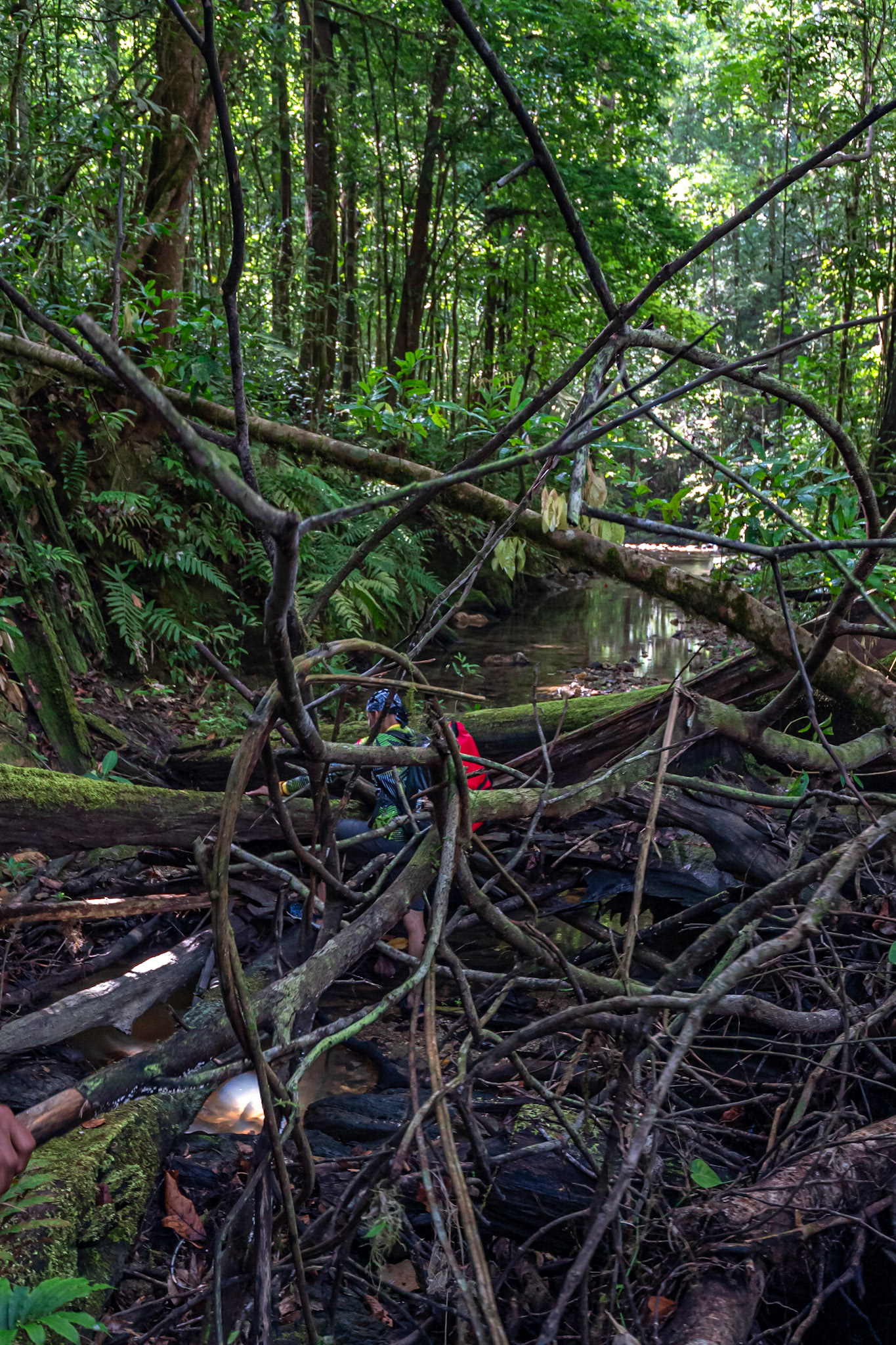 P1070325 First obstacle a fallen tree in the tributary