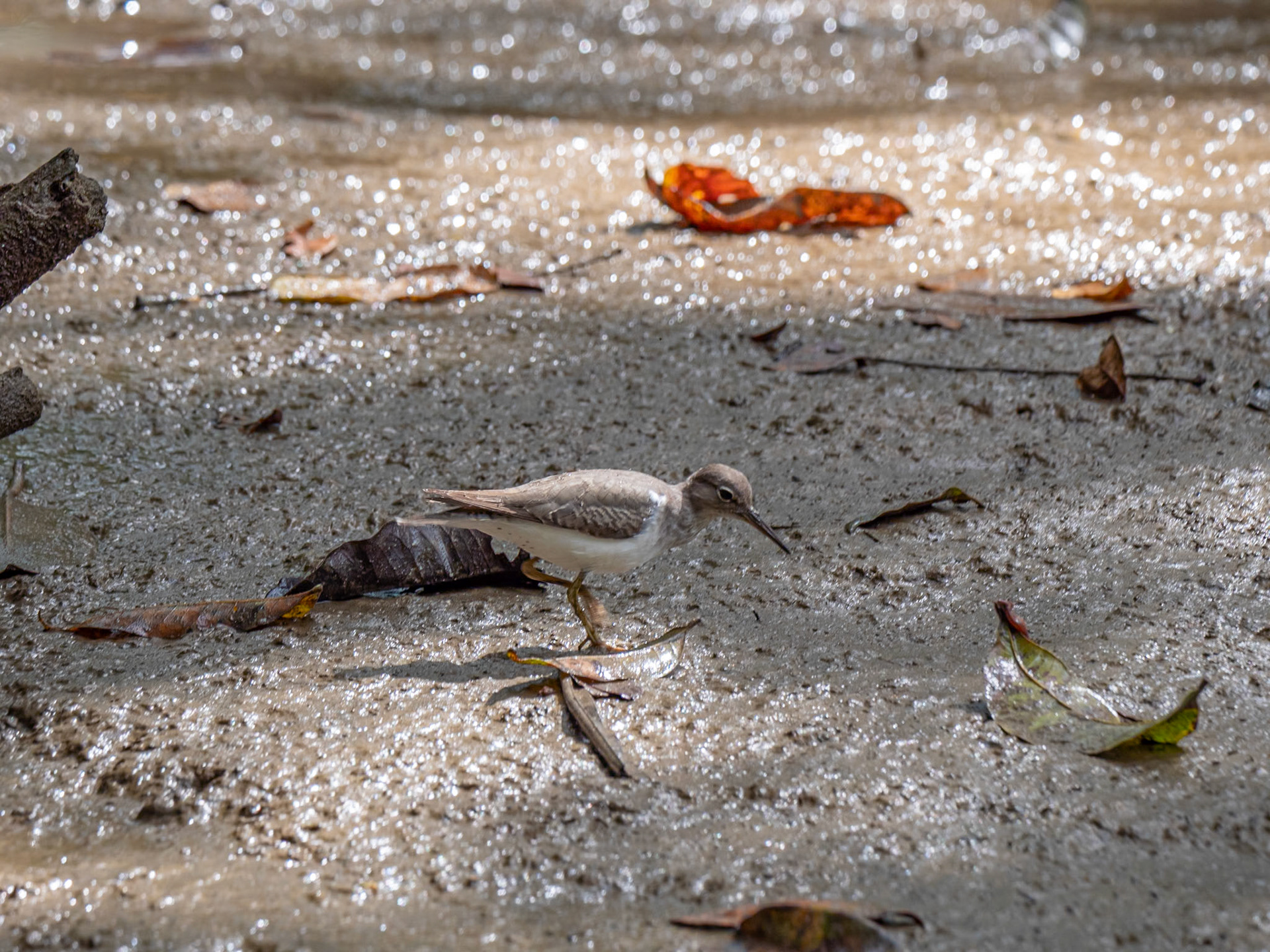 P1157451 The Sandpiper quietly looks on