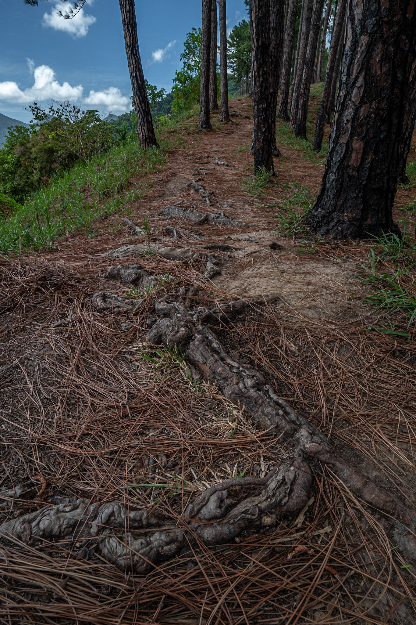 P1071431 The roots of the pine trees snakes along the trail