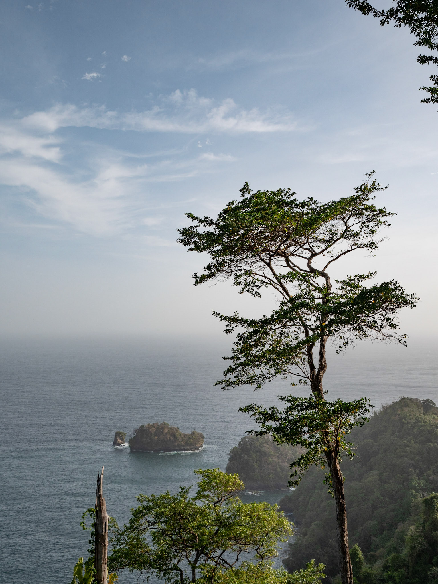 P1109953 The tree stands tall against the backdrop of the island