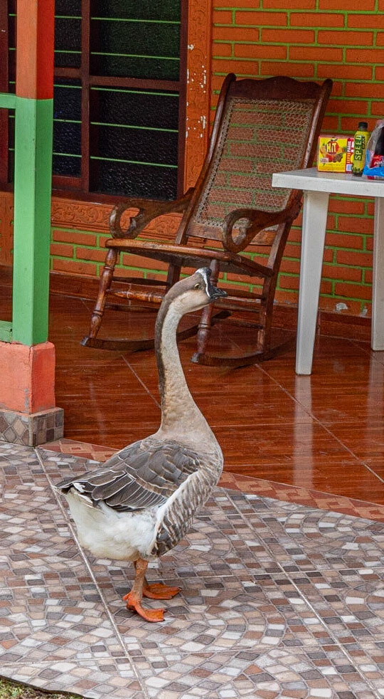 P1122277 A pet "duck" at a farmhouse