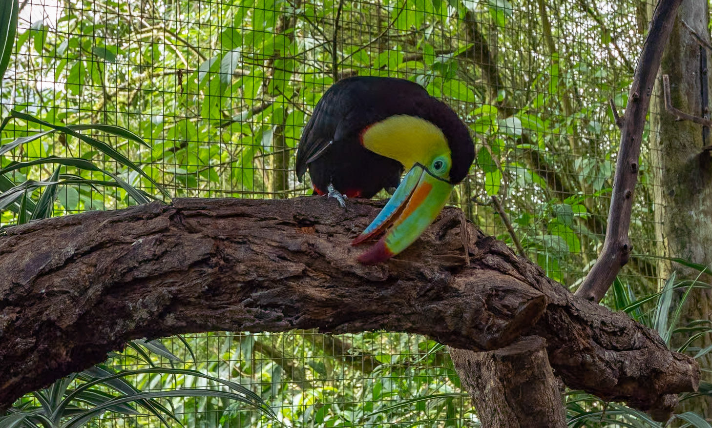 P1146469 A curious Toucan