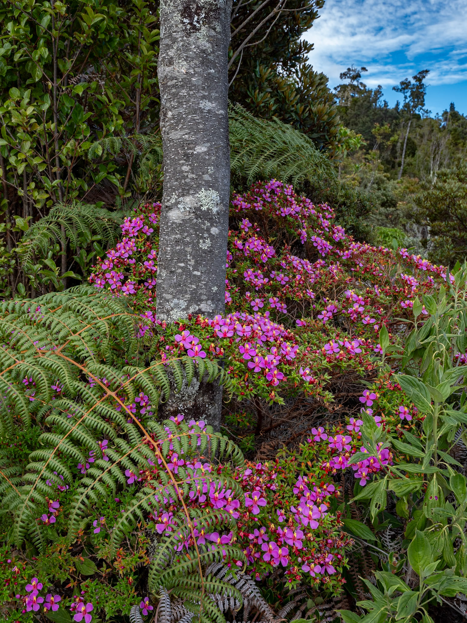 P1146914 Some beautiful flowers along the way