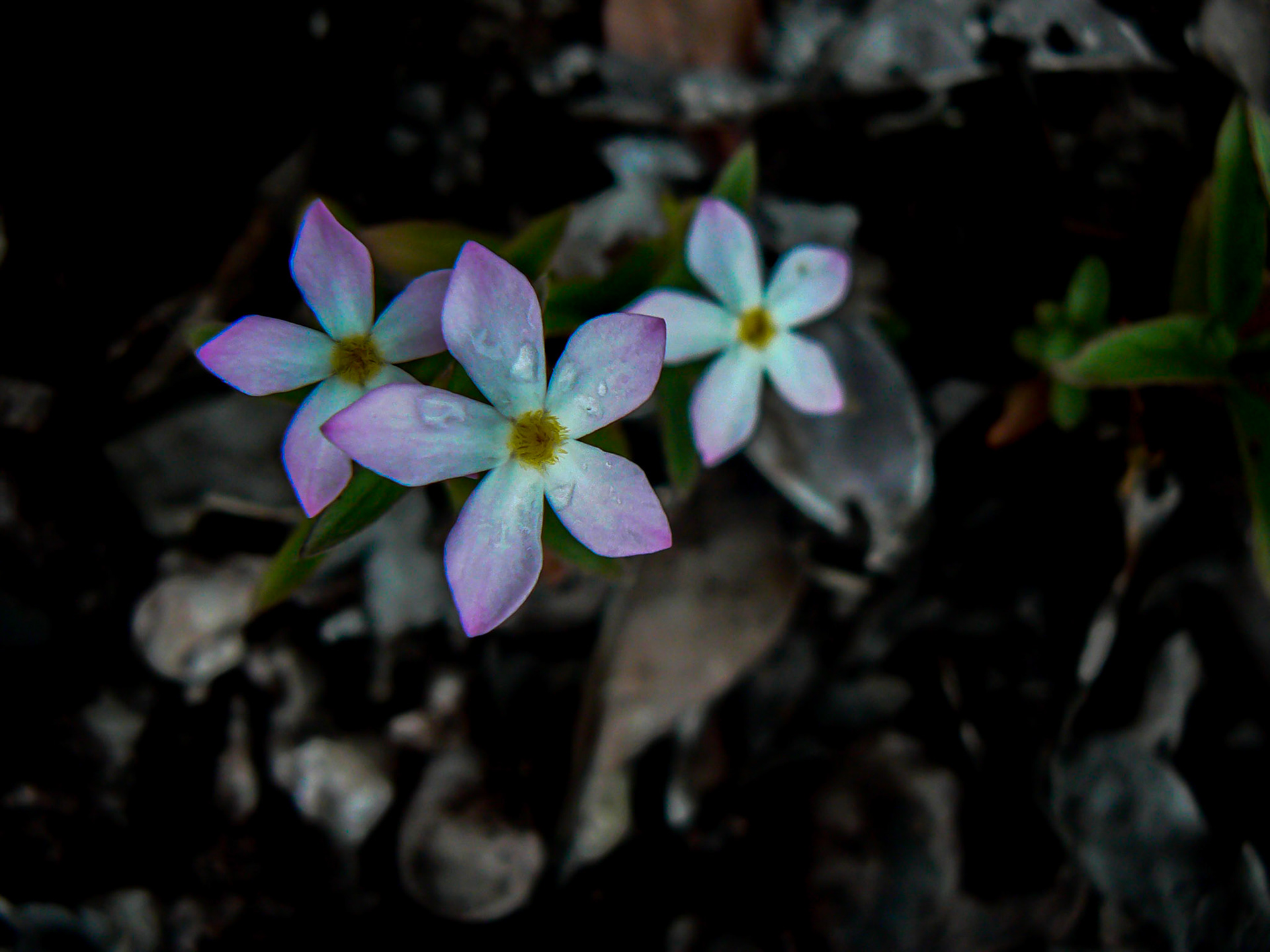 P1040792 Wild Flowers