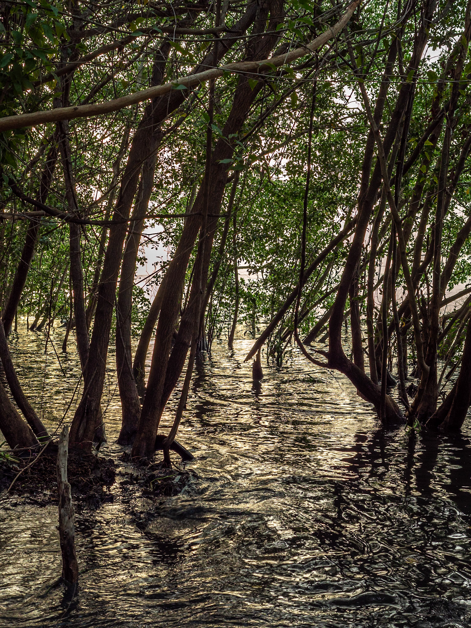 P1039881 Mangrove West Coastline