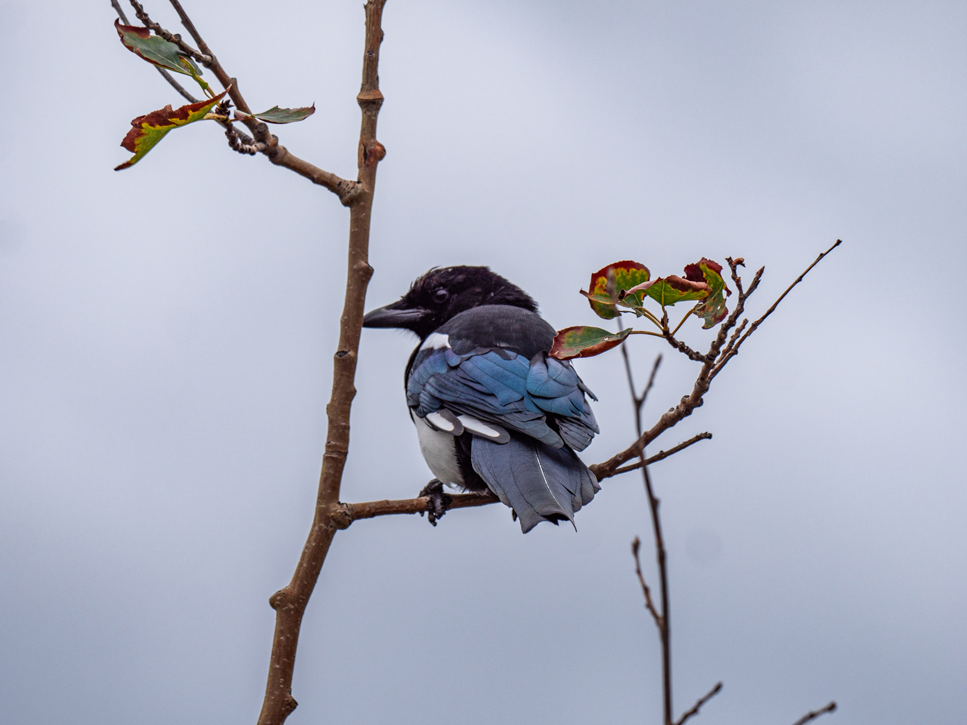 A bird taking in the view