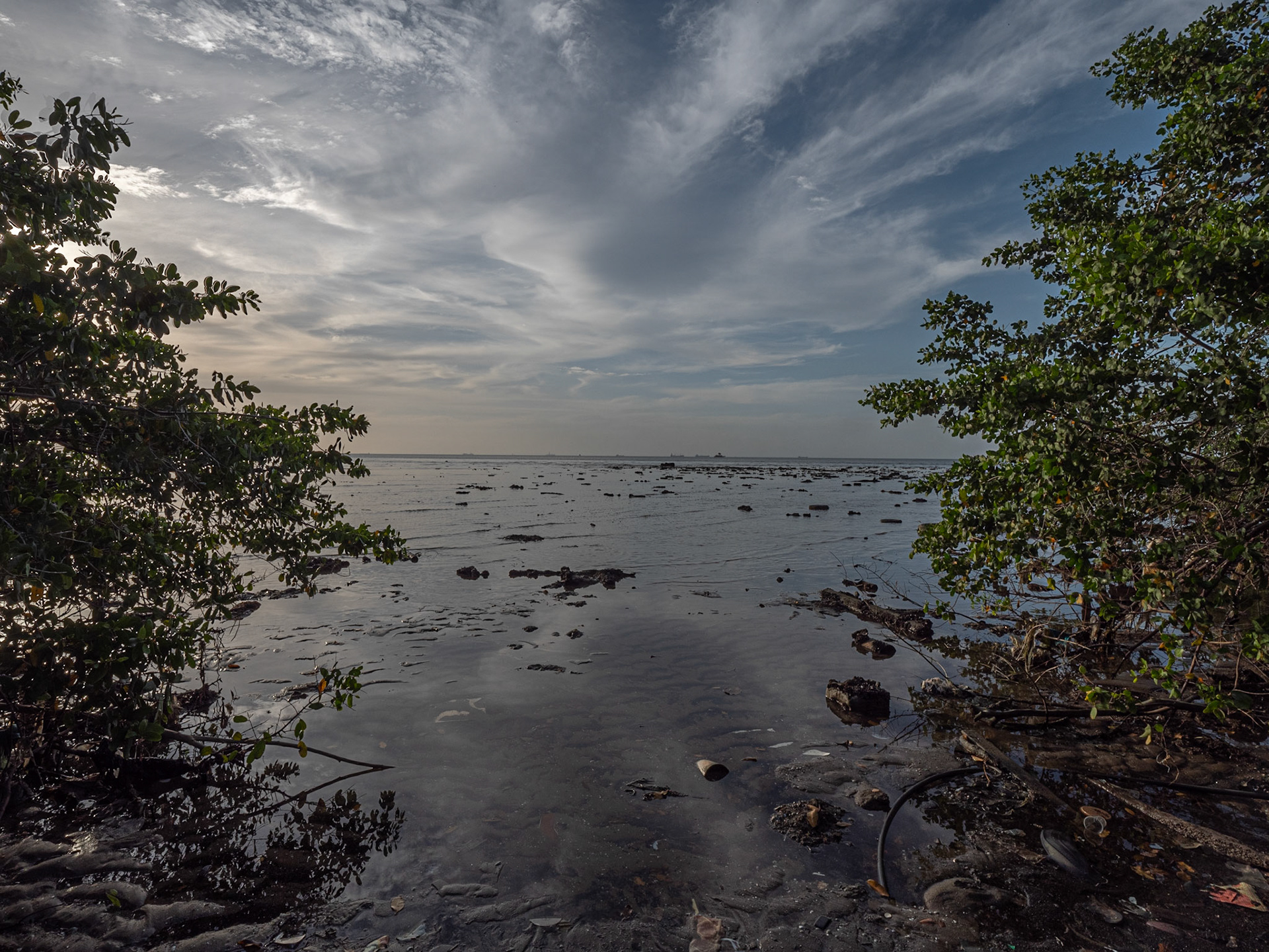 P1066459 Mangrove West Coastline