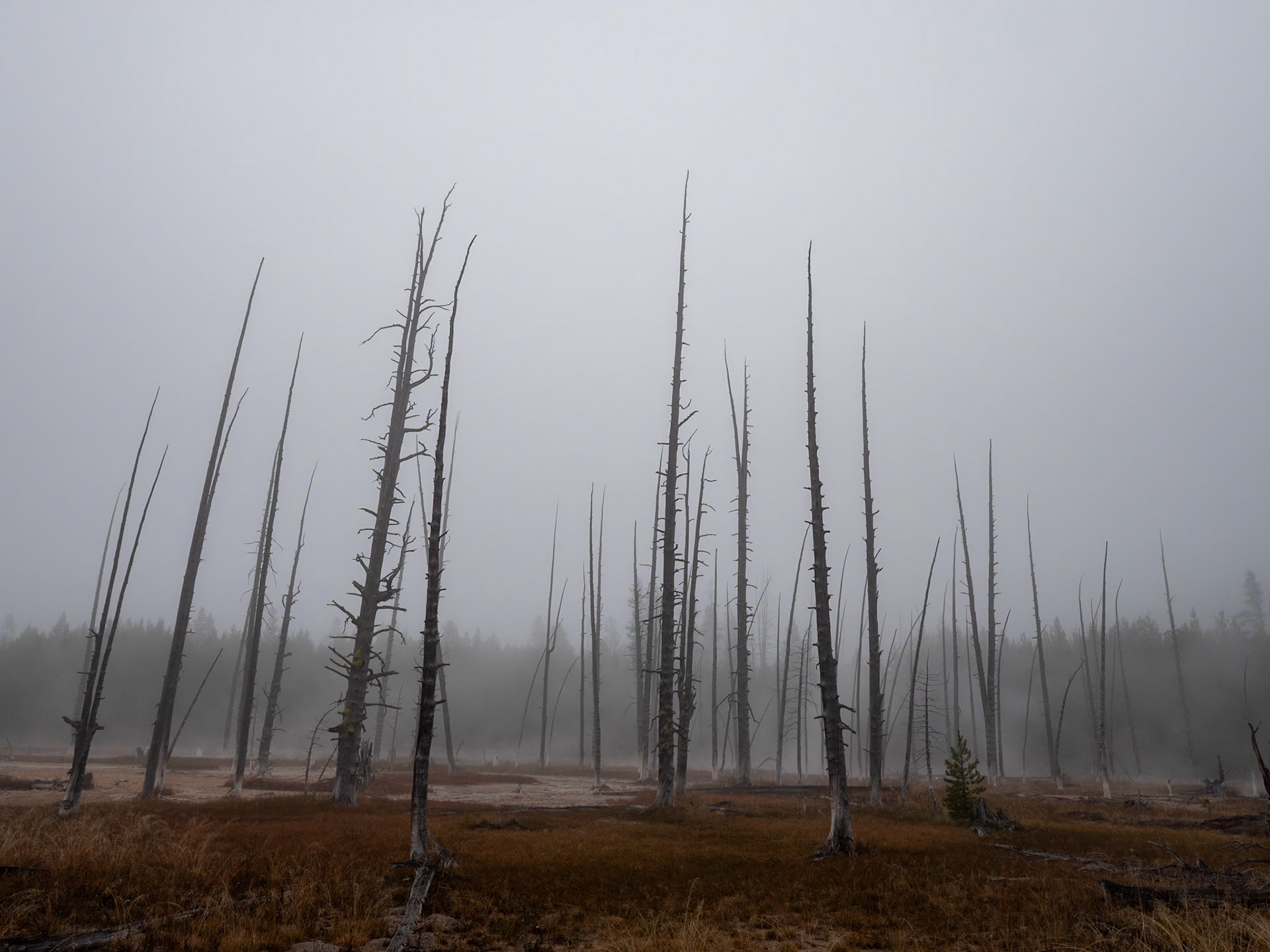 P1124382 Yellowstone National Park