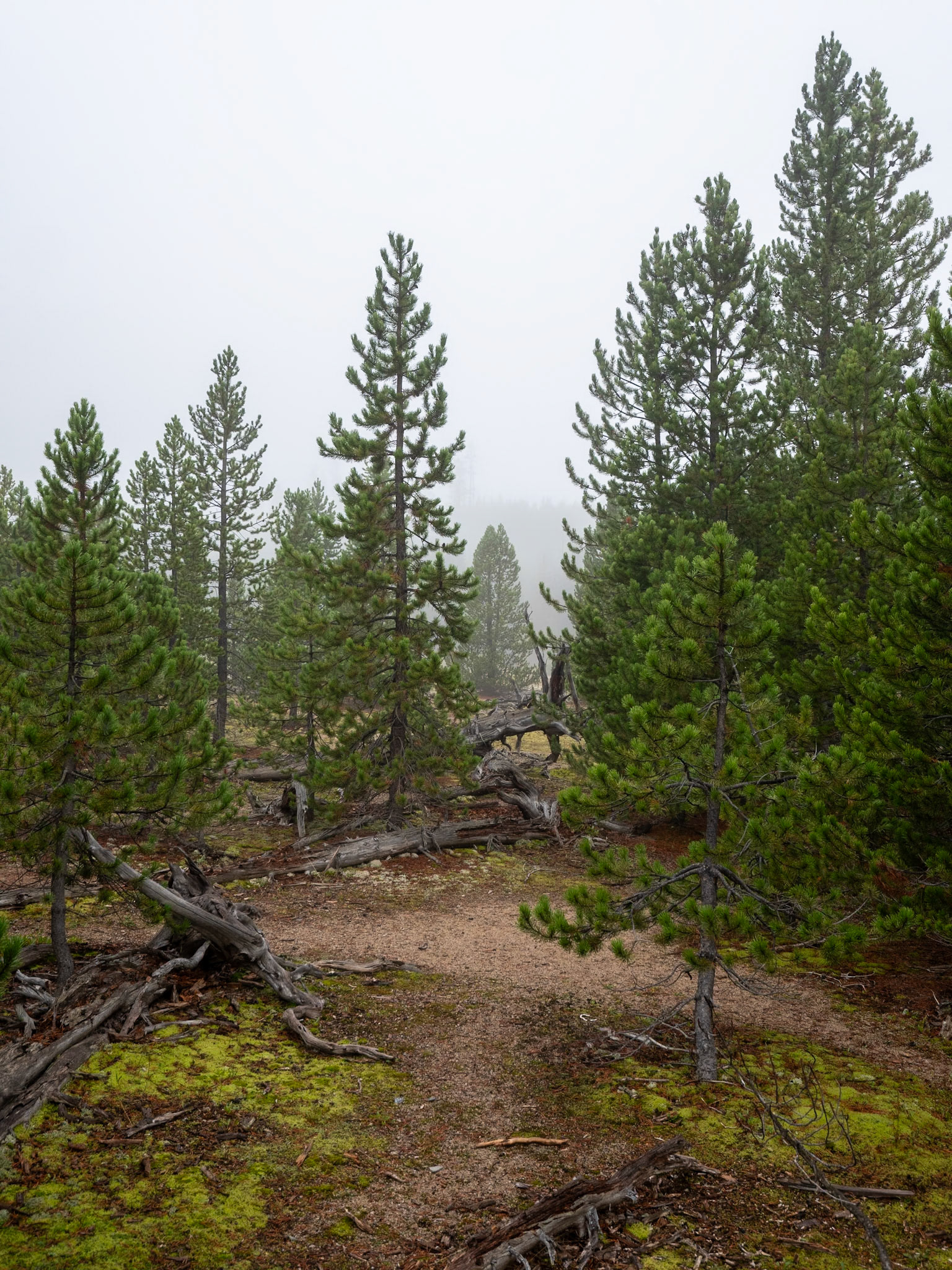 P1124436 Yellowstone National Park