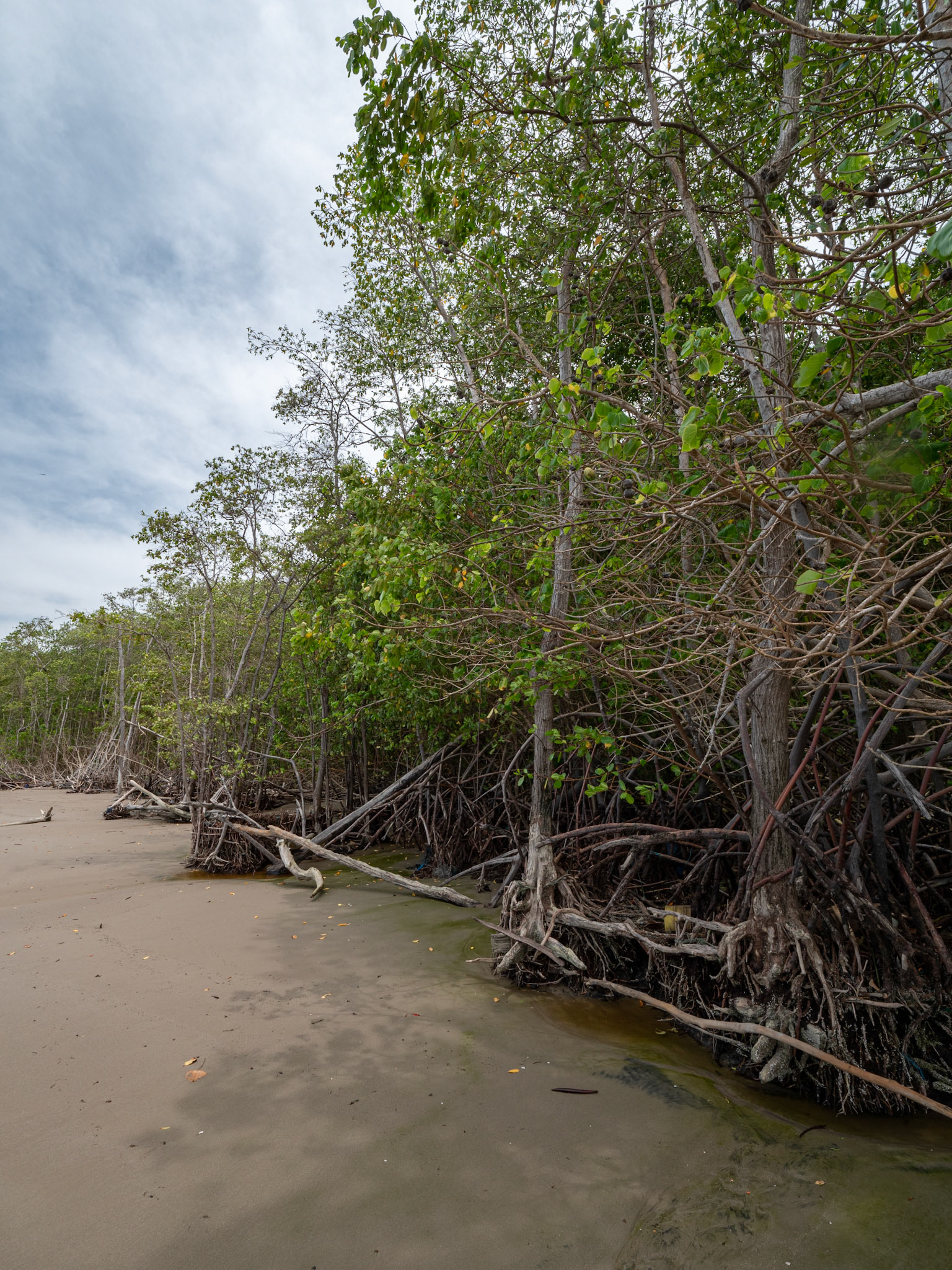 P1110470 The mangrove trees hold on as yearly erosion occurs
