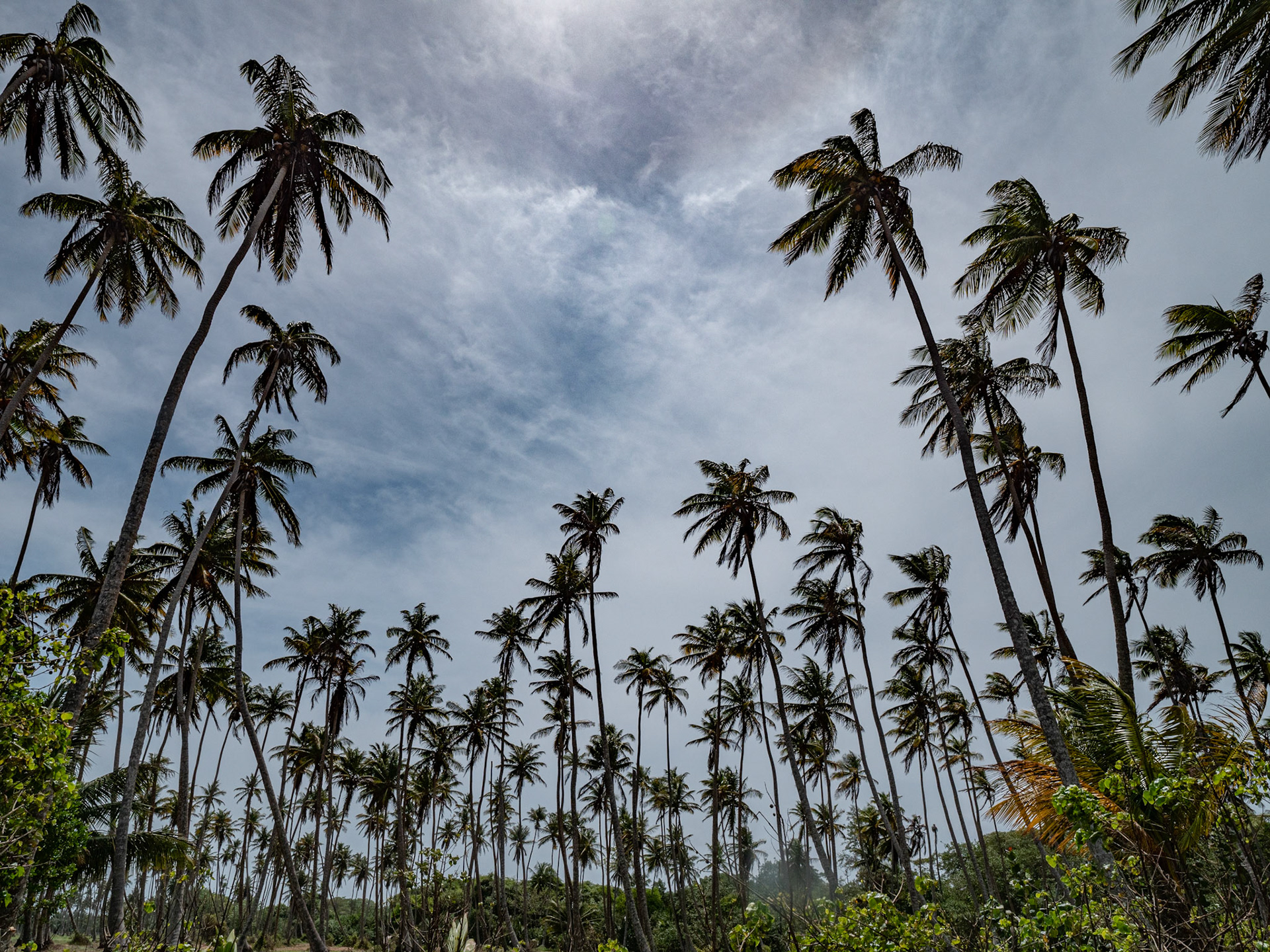 P1110514 Coconut trees