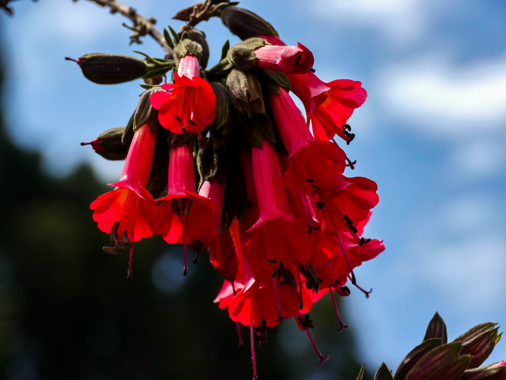 P1090419 Qosqo Natural Red