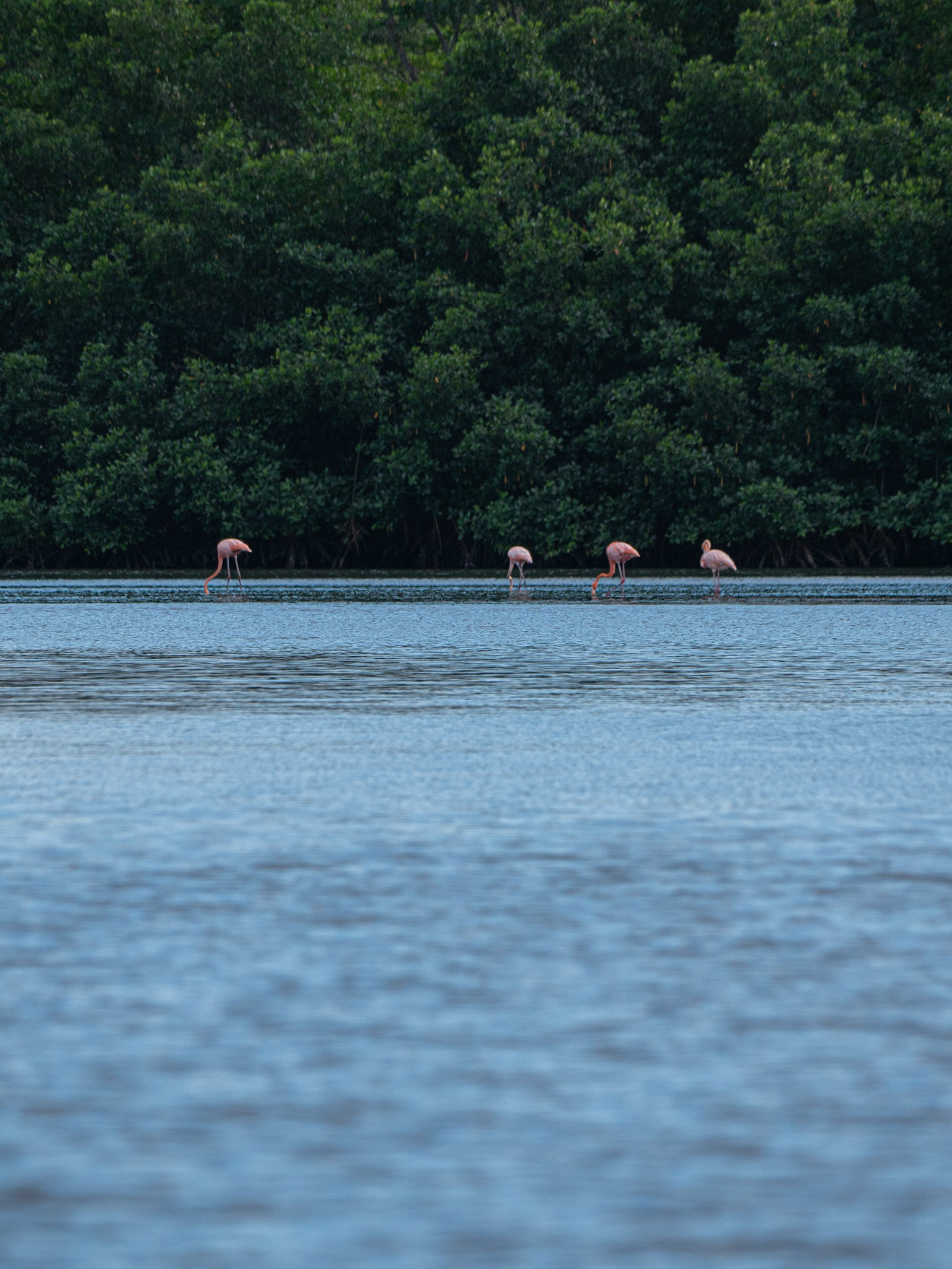P1054481 Caroni Bird Santuary