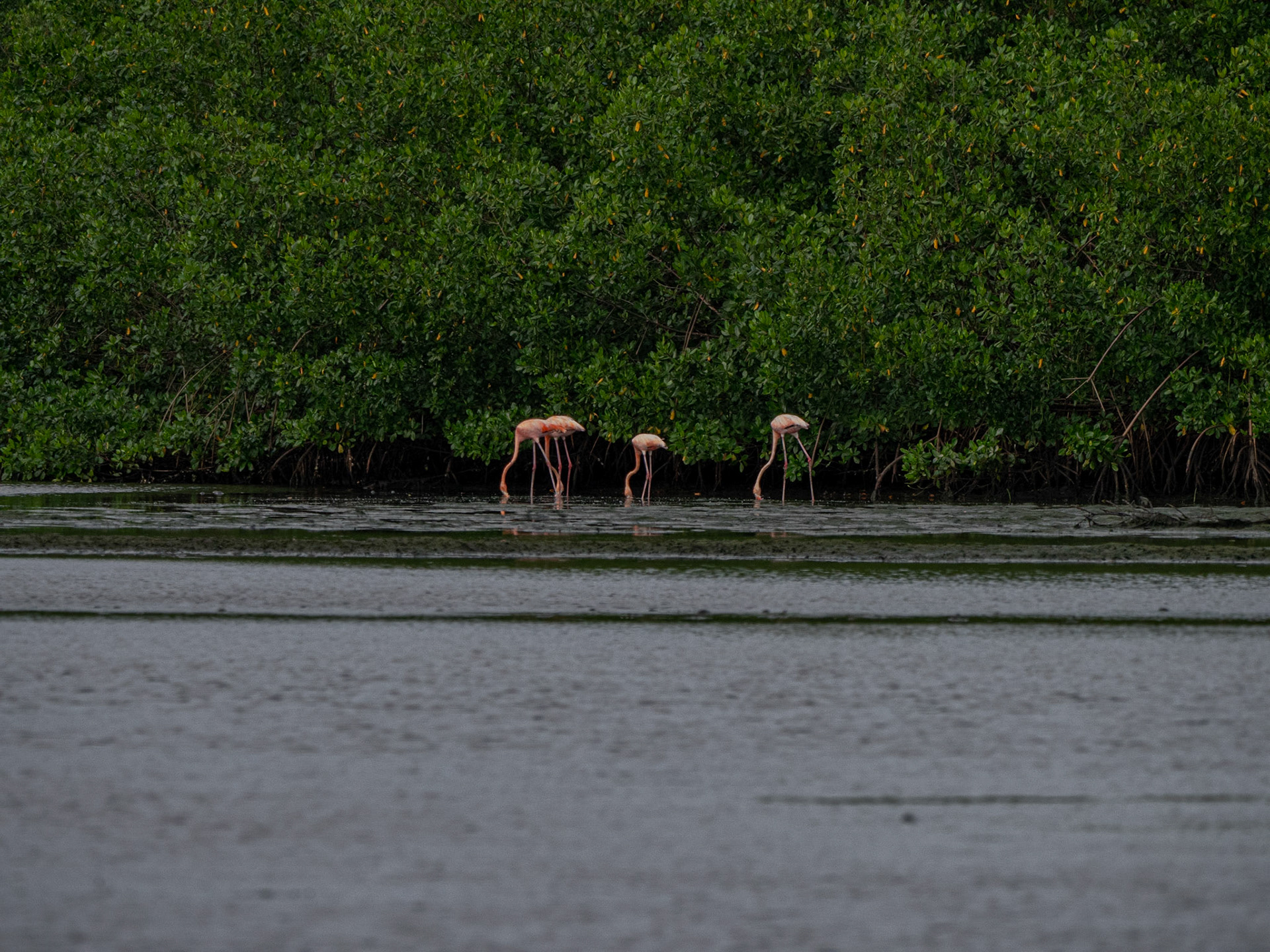 P1054428 Caroni Bird Santuary