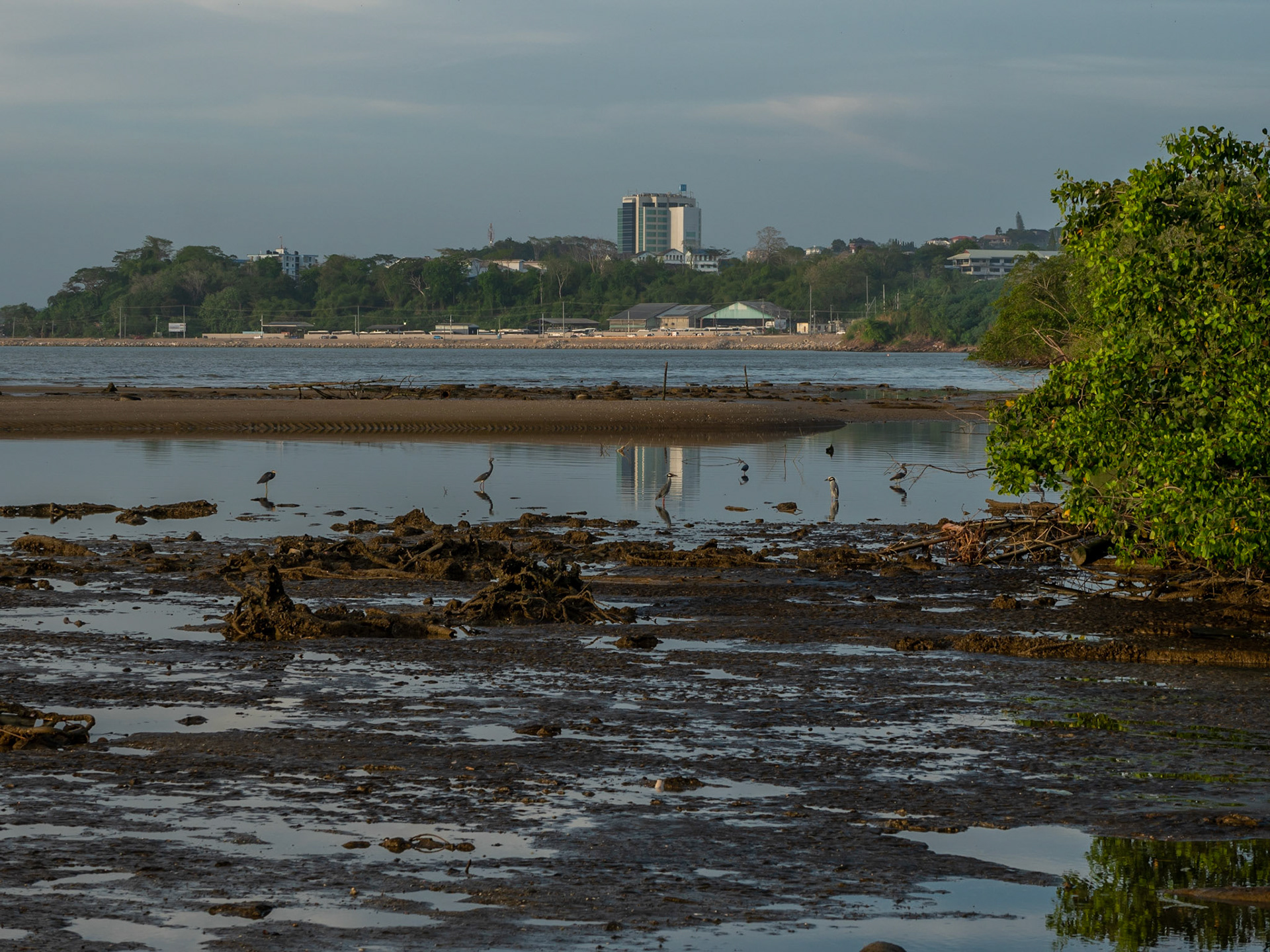 P1066481 Mangrove West Coastline