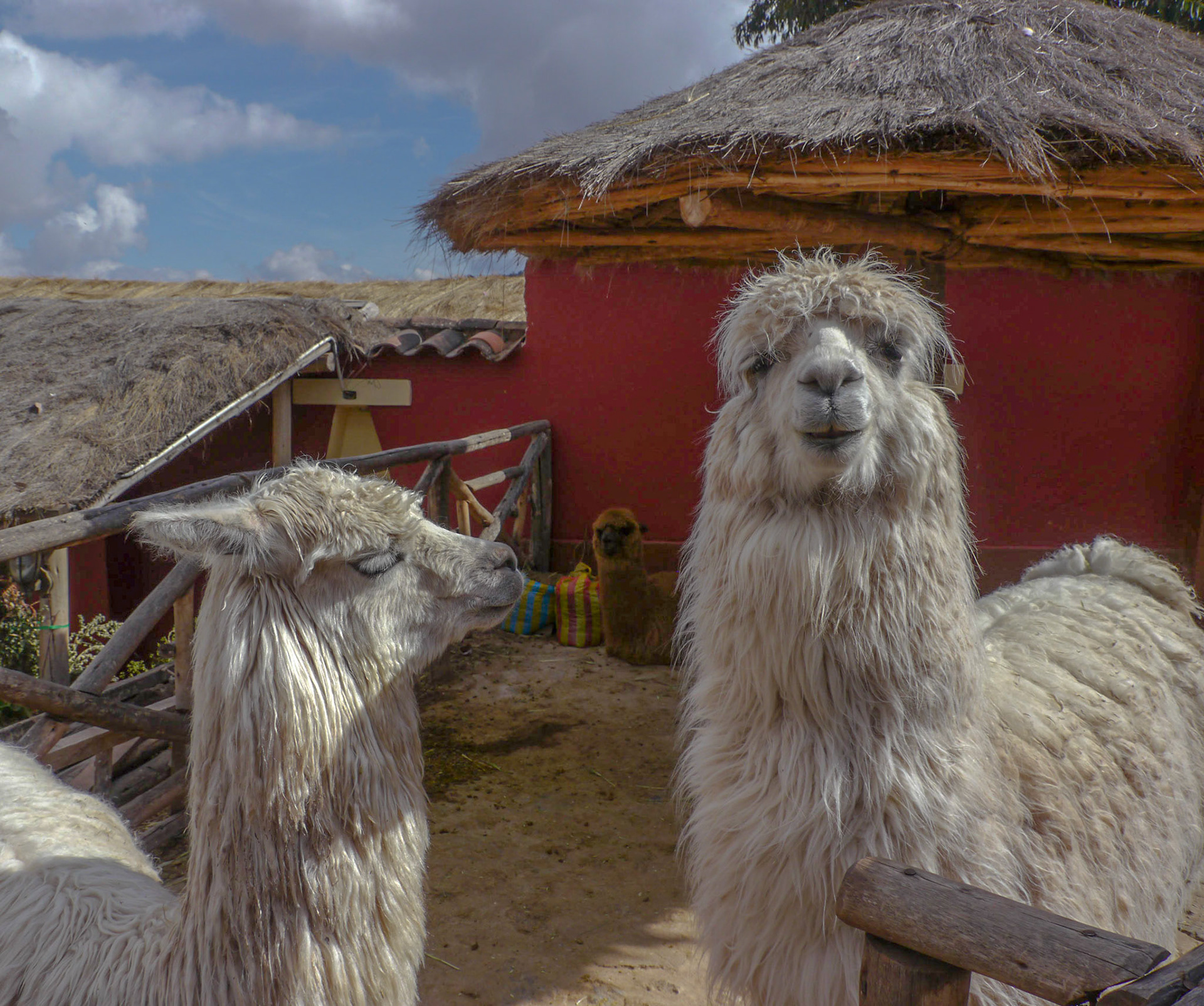 P1080782 Chinchero Llamas