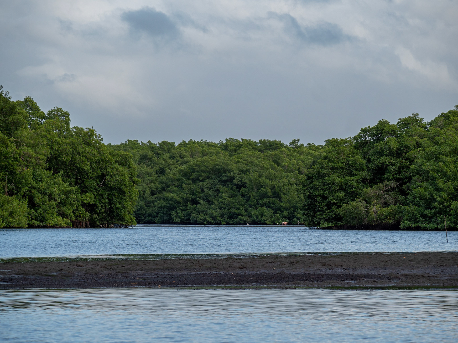 P1054485 Caroni Bird Santuary