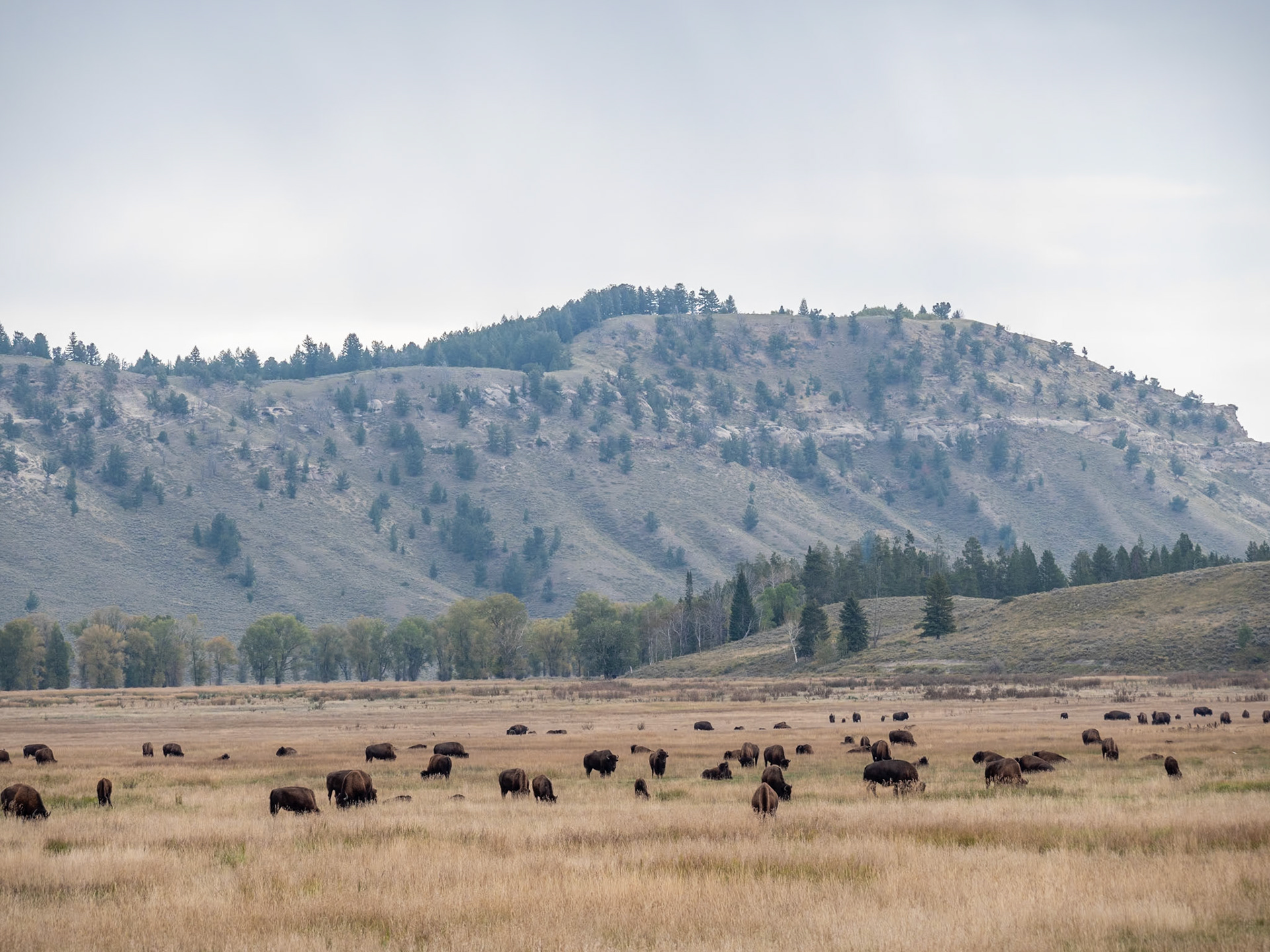 P1124200 Bisons at Yellowstone National Park