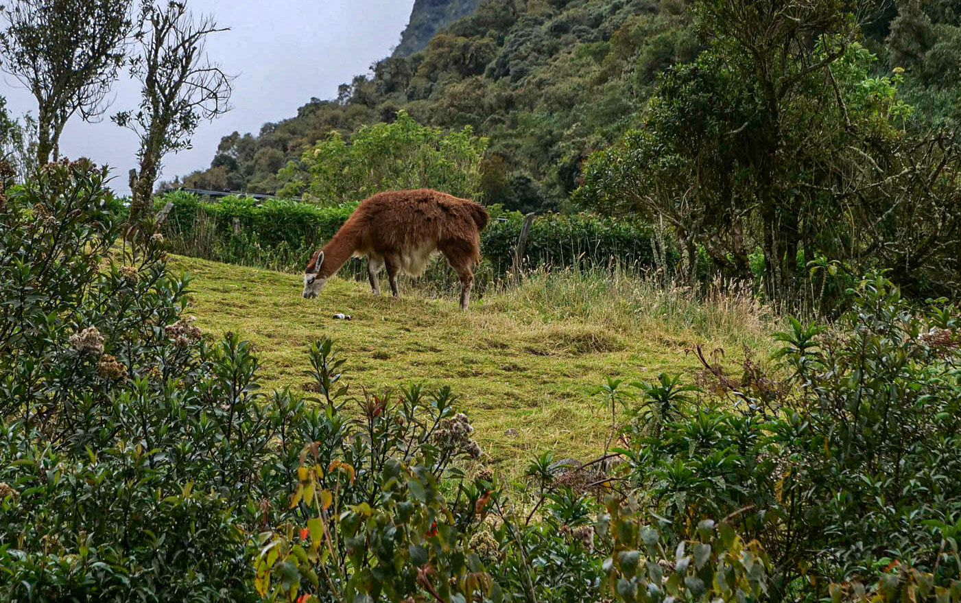 P1012010 Papallacta, Equador
