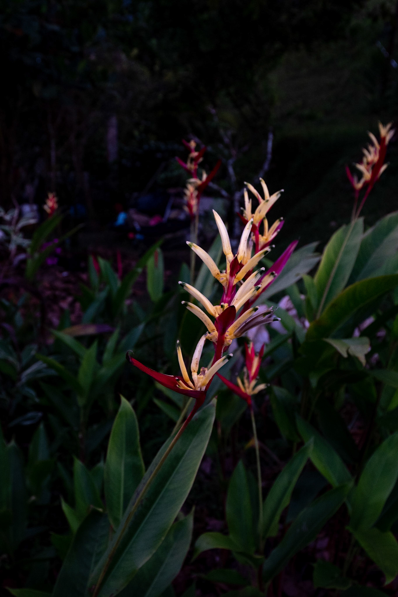 P1070684 The Heliconia flower greets the evening light