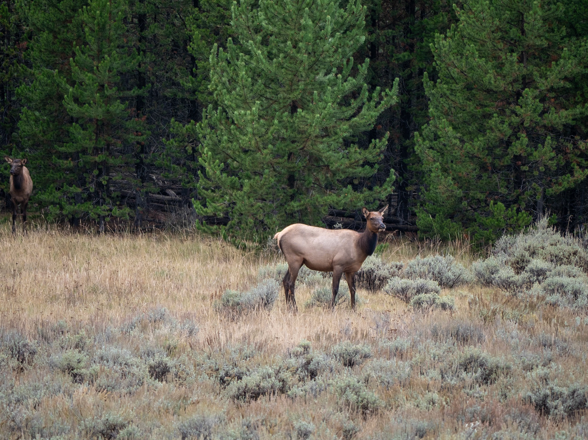 P1124352 Elk at Yellowstone National Park