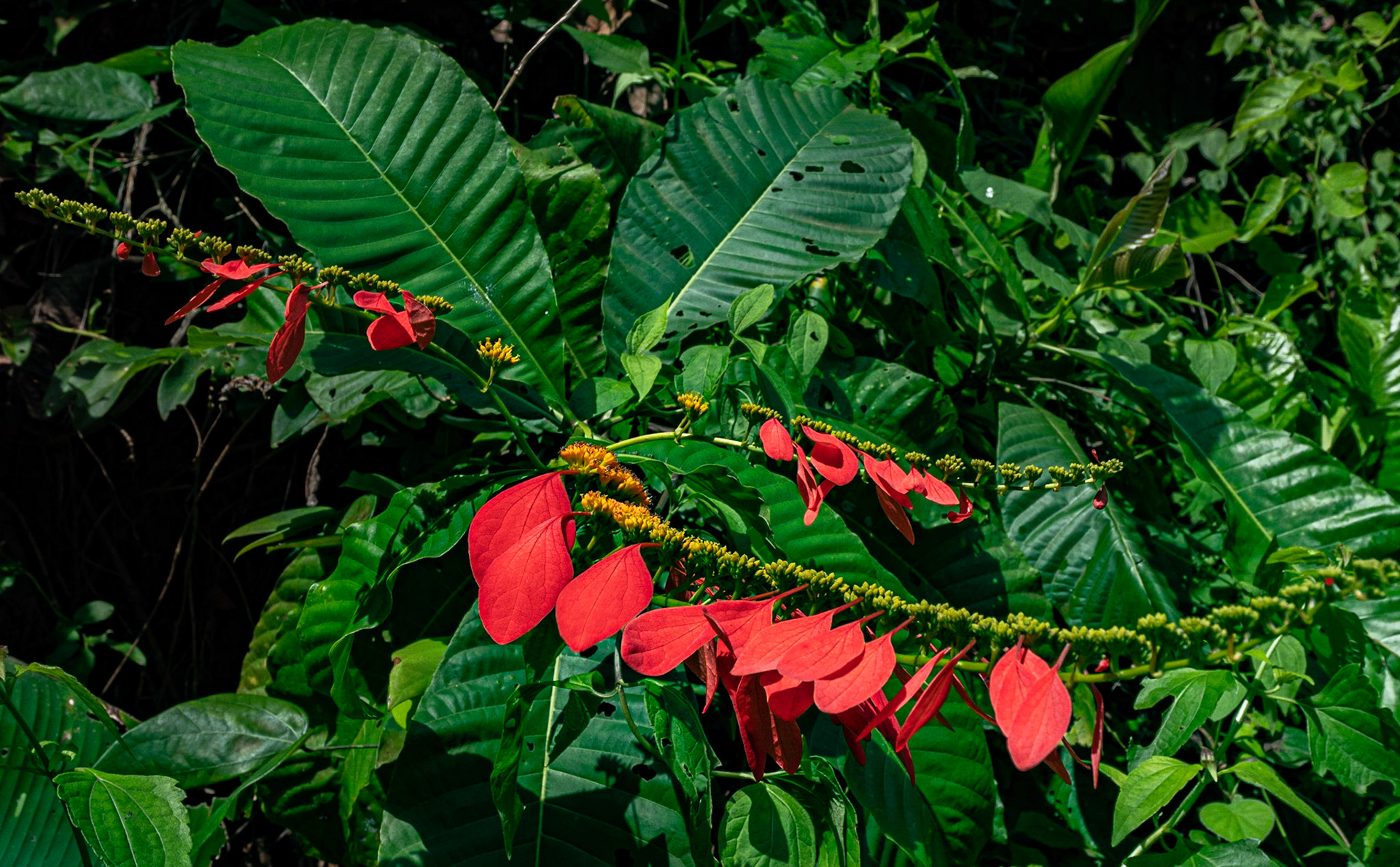 P1072235 But the Chaconia stands out