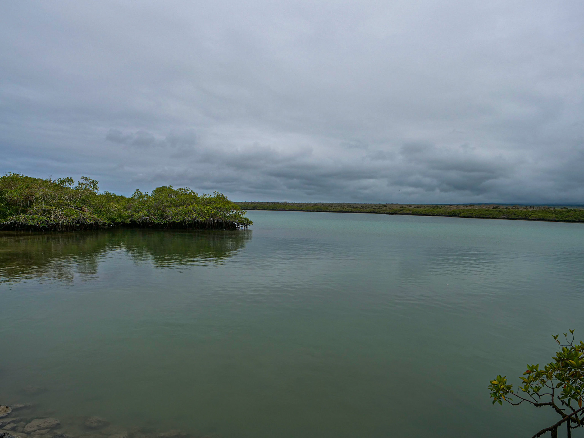P1011862 Tortuga Bay, Santa Cruz Island Galapagos