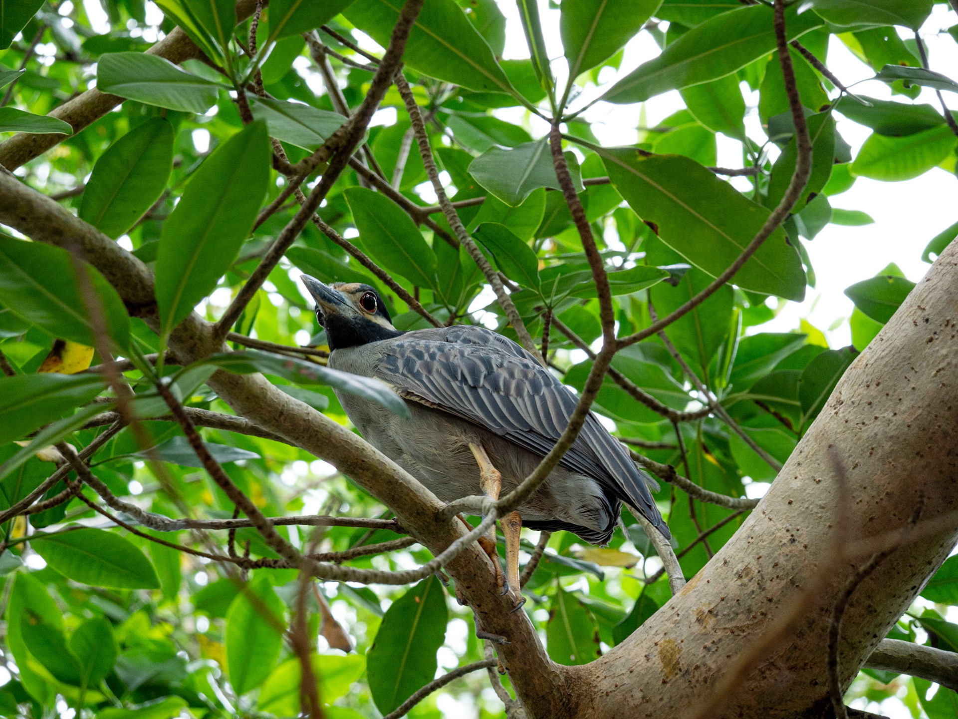 P1054317 Caroni Bird Santuary