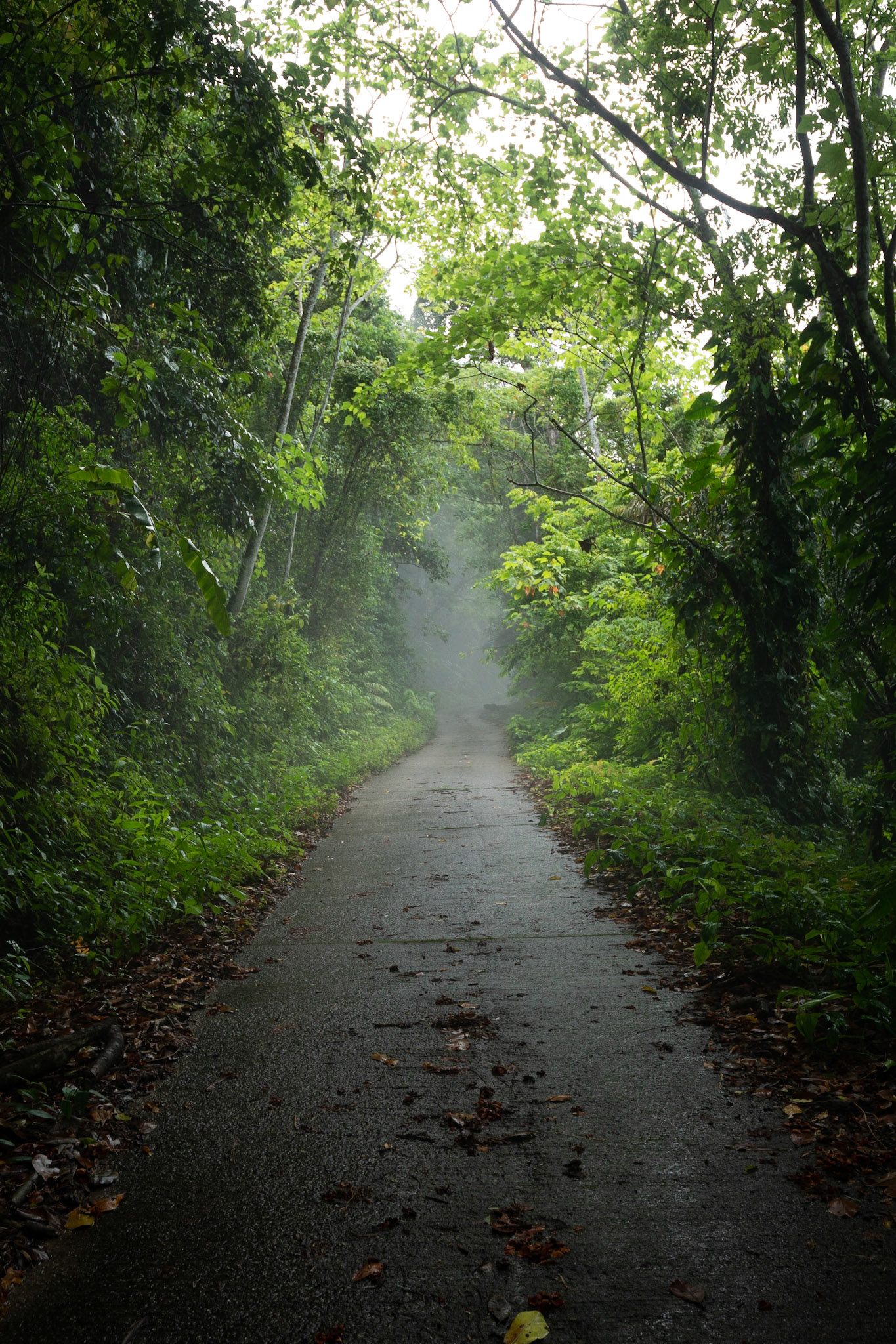 P1072210 Sudden rainfall leads to low hanging clouds, walking through the mist