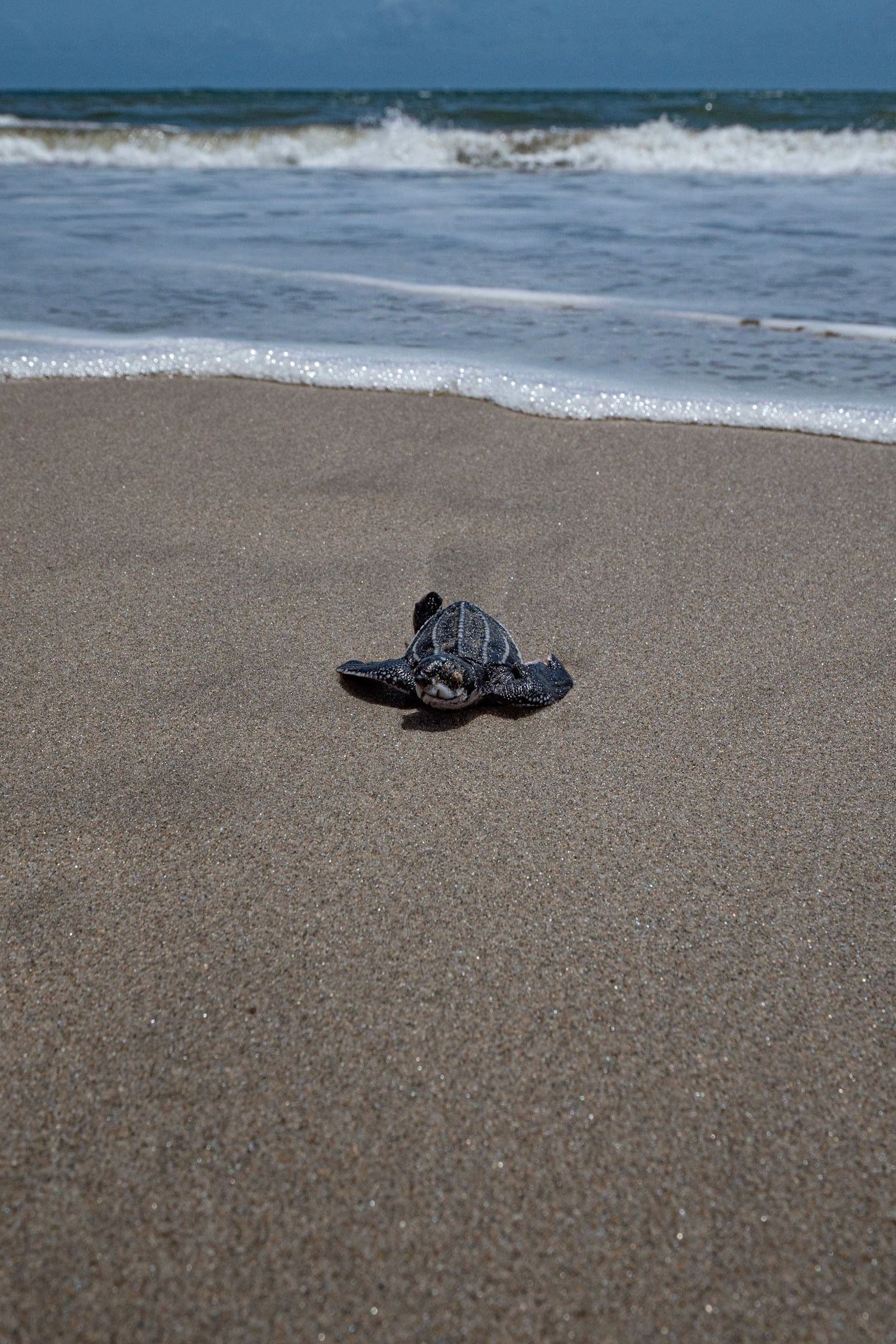 P1071968 Leatherback turtle hatchling, wrong direction little one
