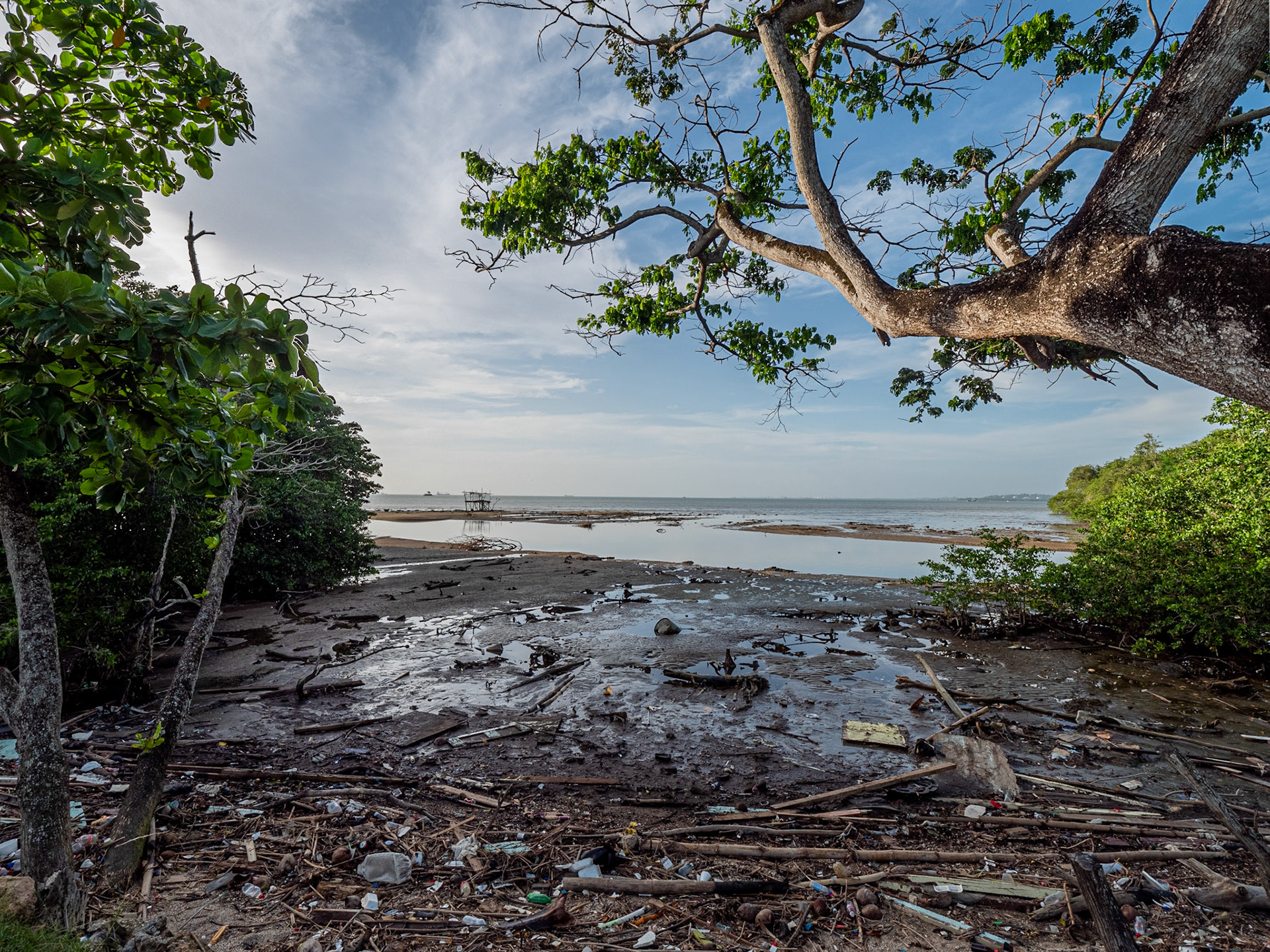 P1066441 Mangrove West Coastline