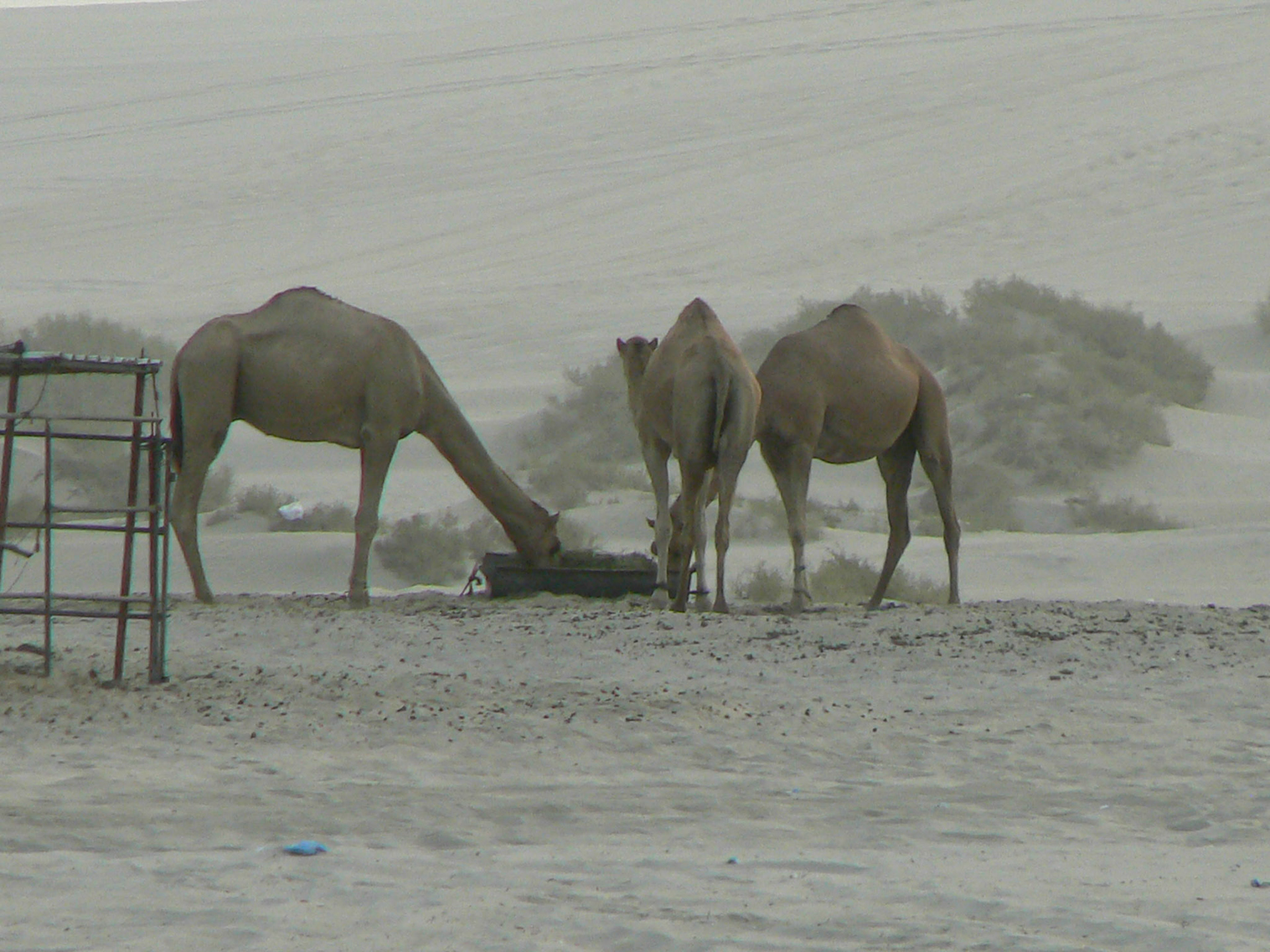 P1050439 Camels
