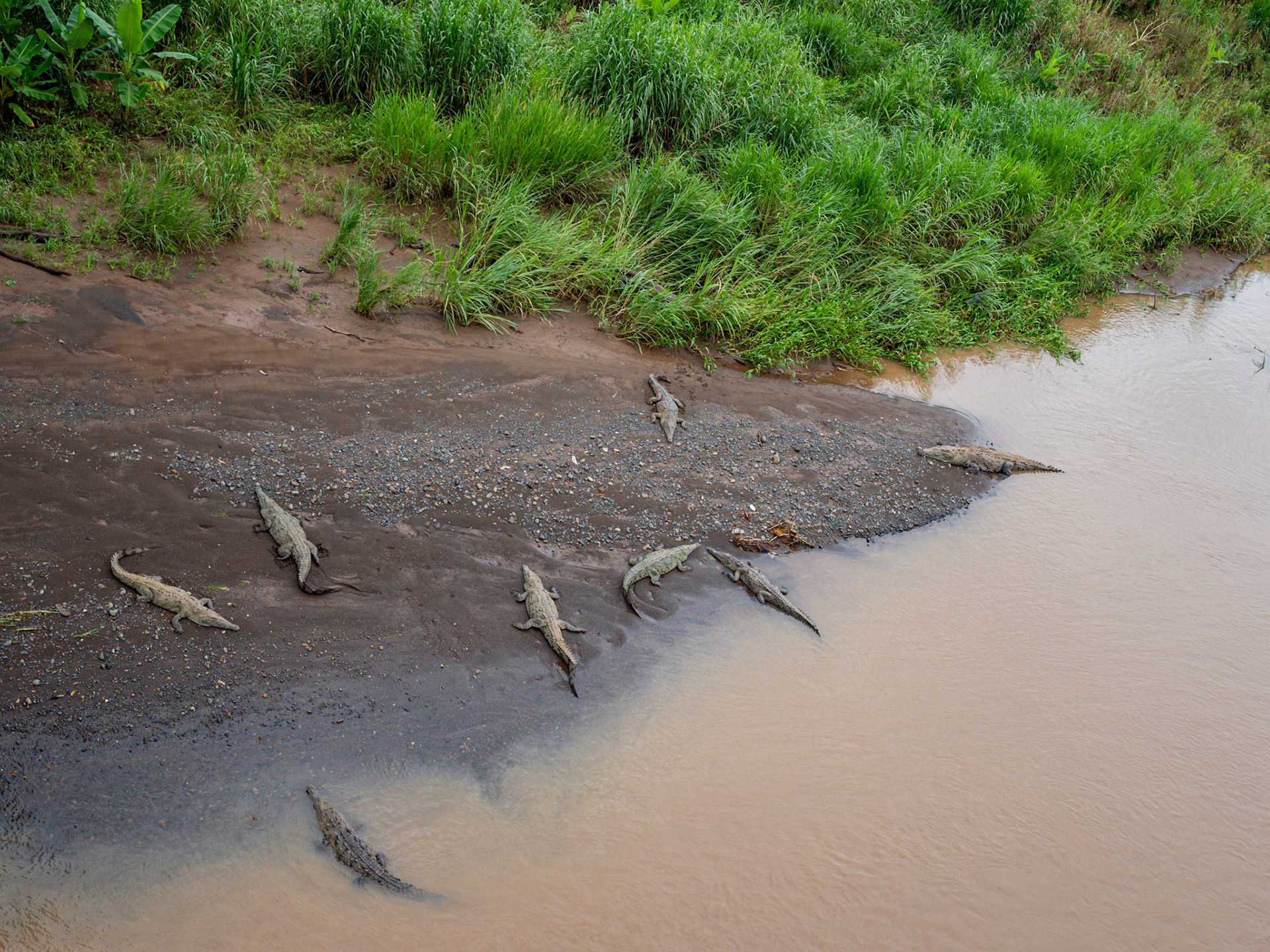 P1013909 Alligators at the River Bank