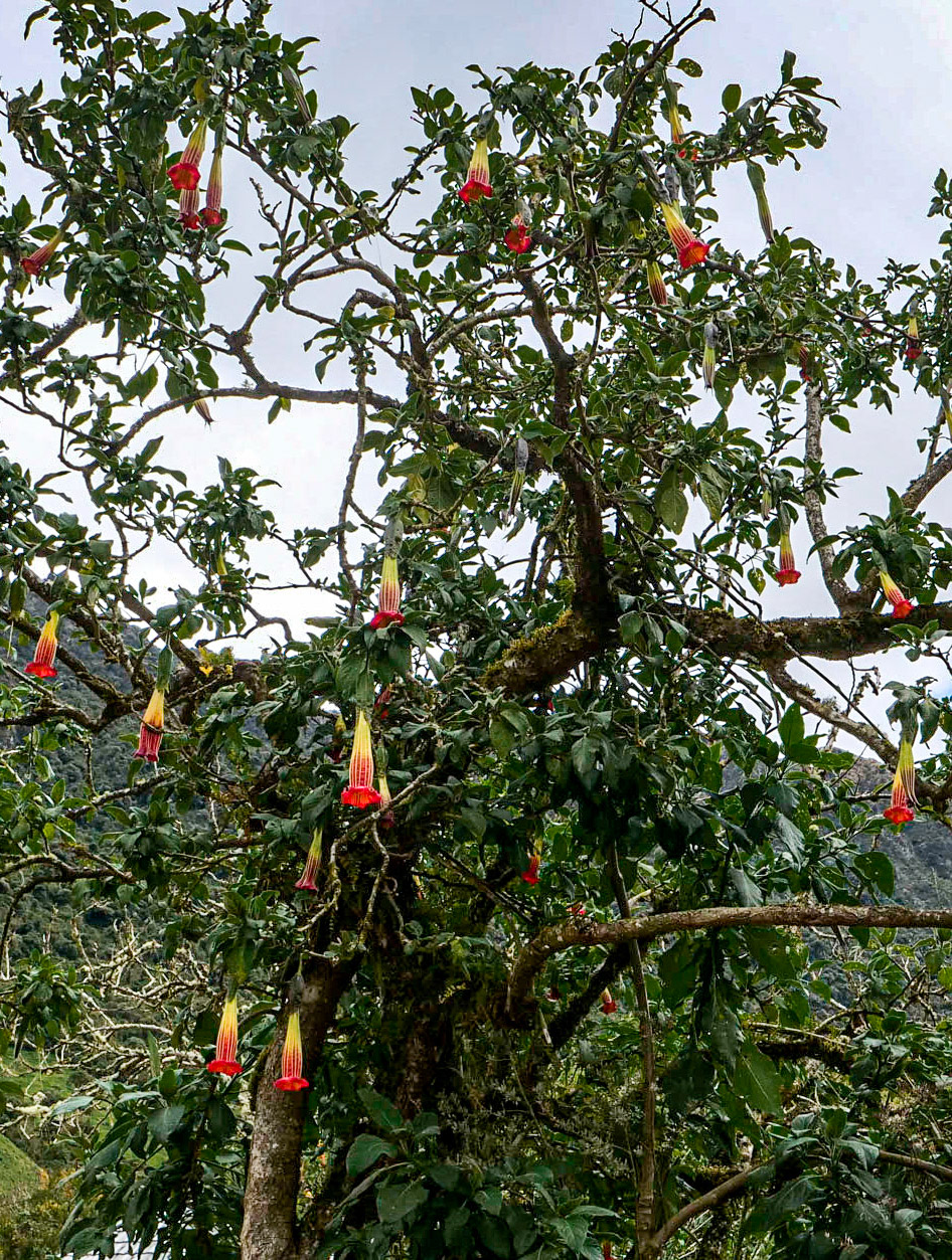 P1012008 Papallacta, Equador
