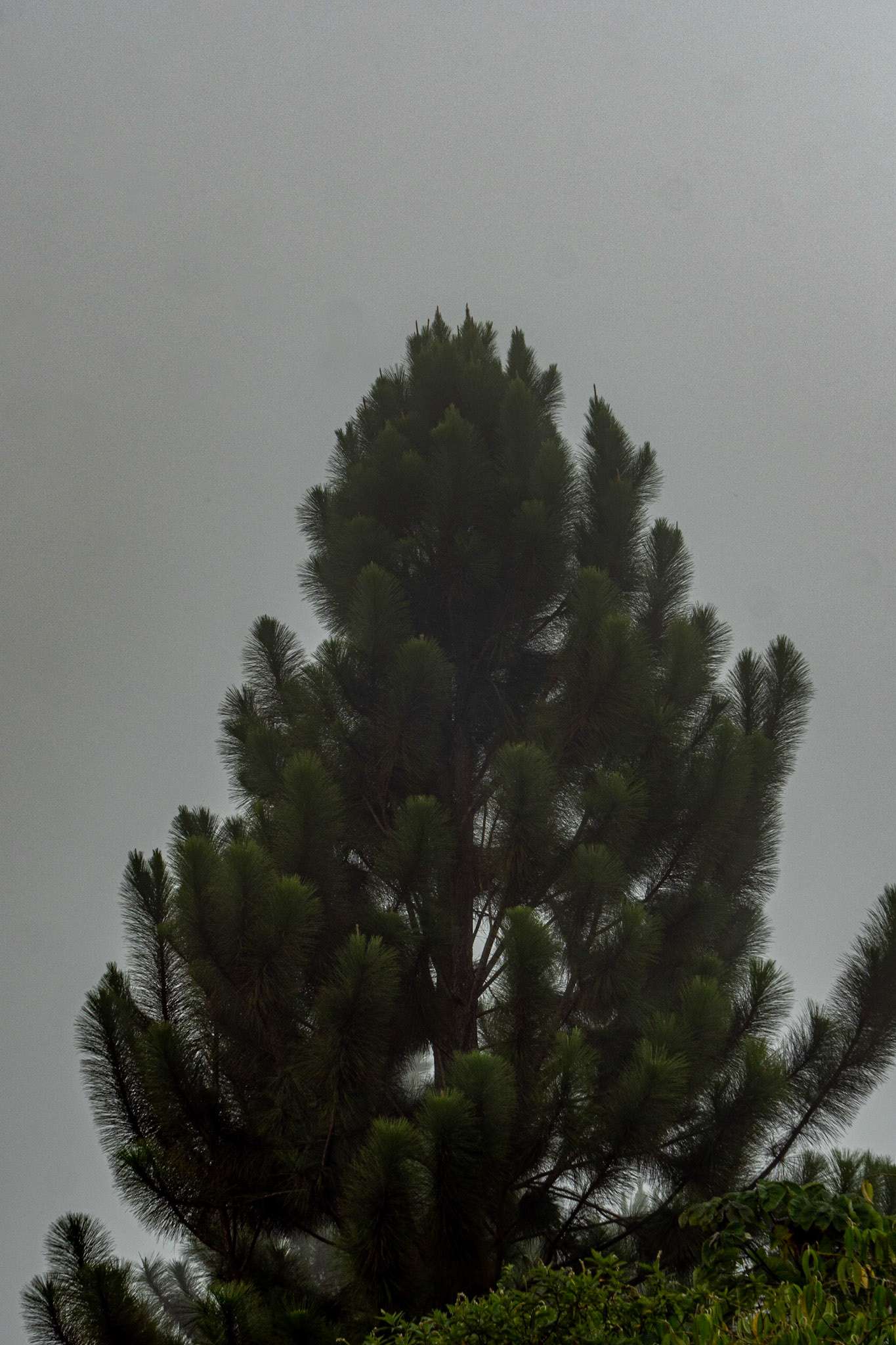 P1067474 Tree foreground, Mist background