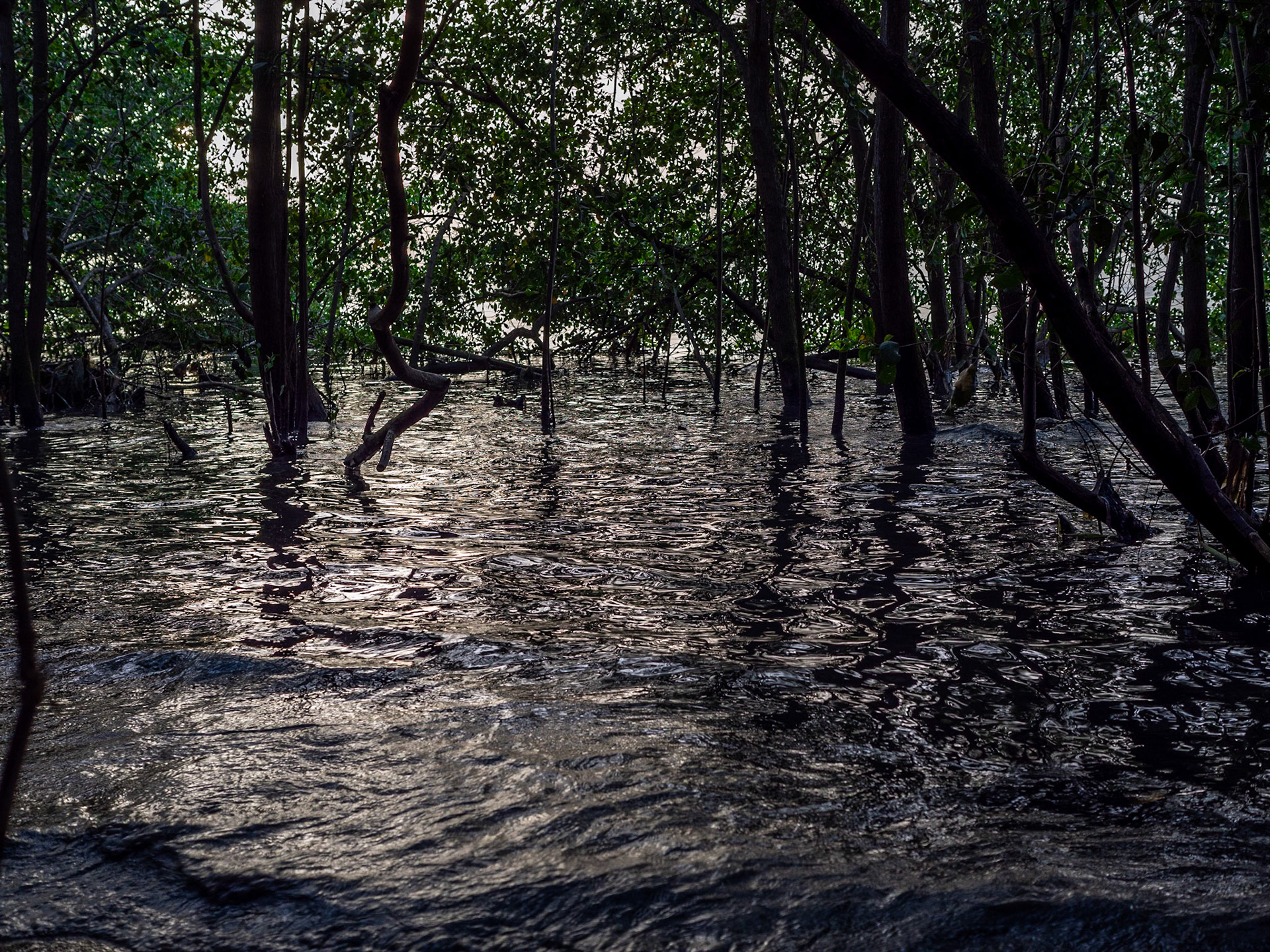 P1039883 Mangrove West Coastline