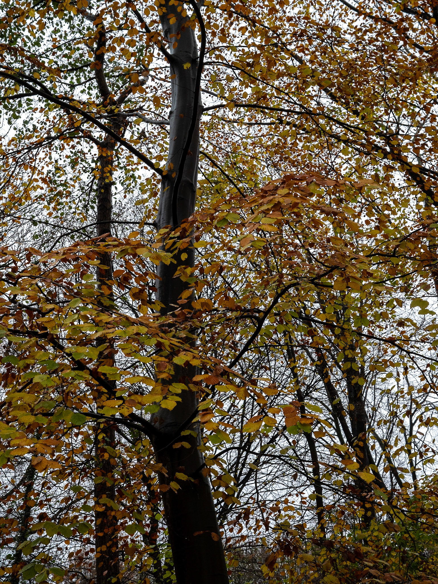 P1068207 Rembrandtpark