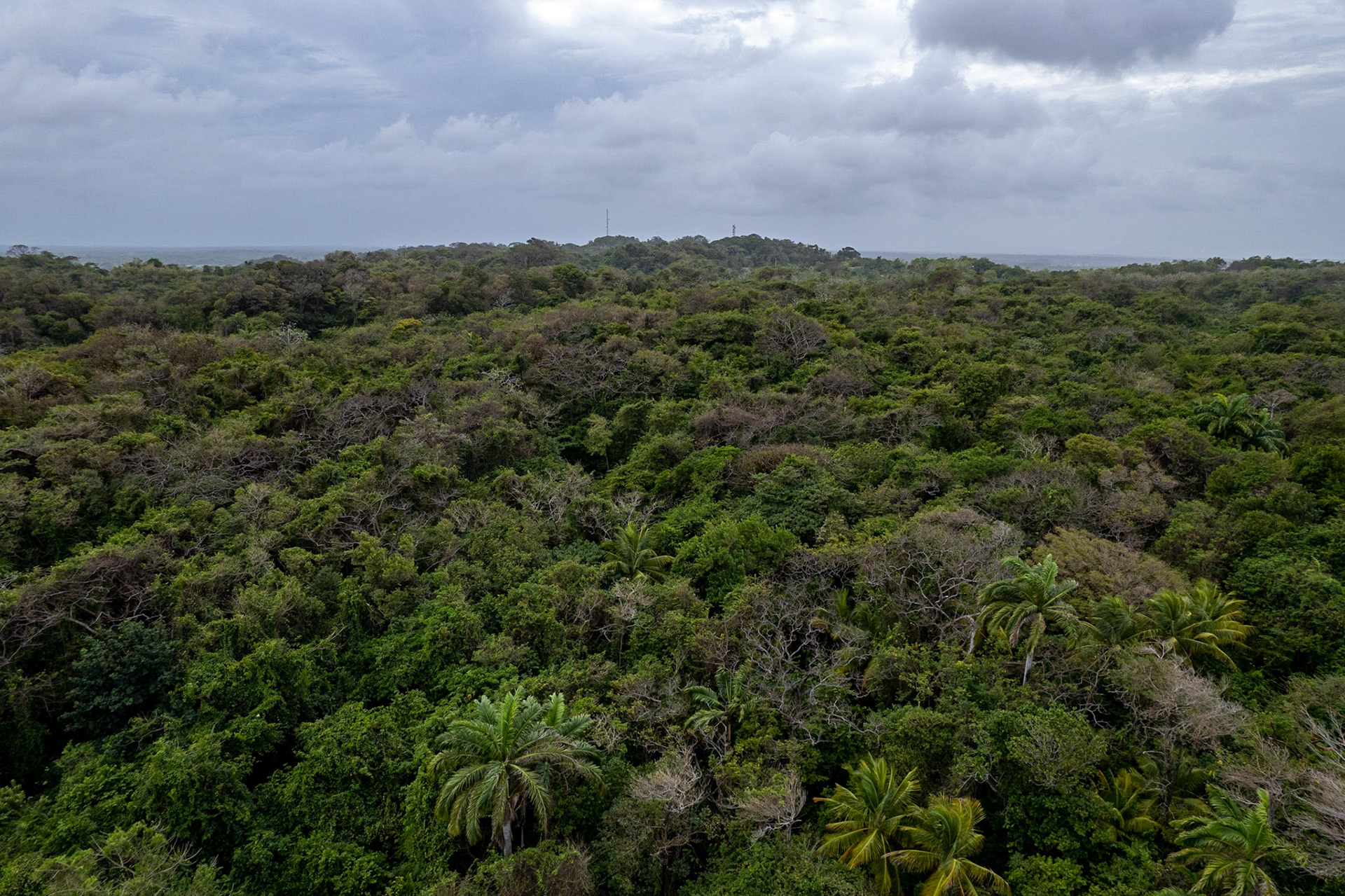 DJI_0525 Tree tops