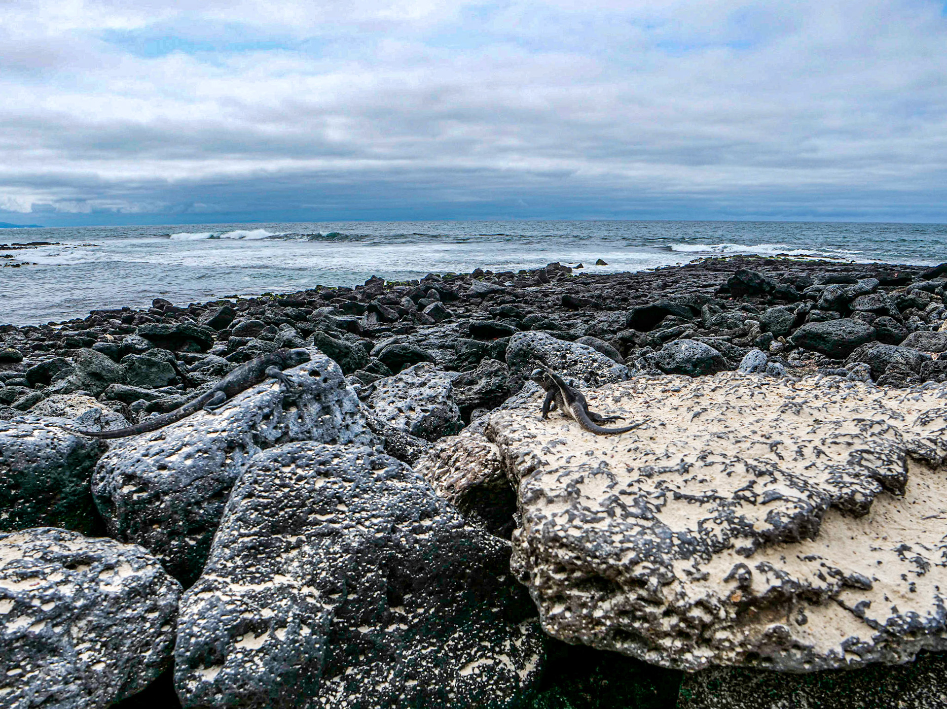 P1011830 Tortuga Bay, Santa Cruz Island Galapagos