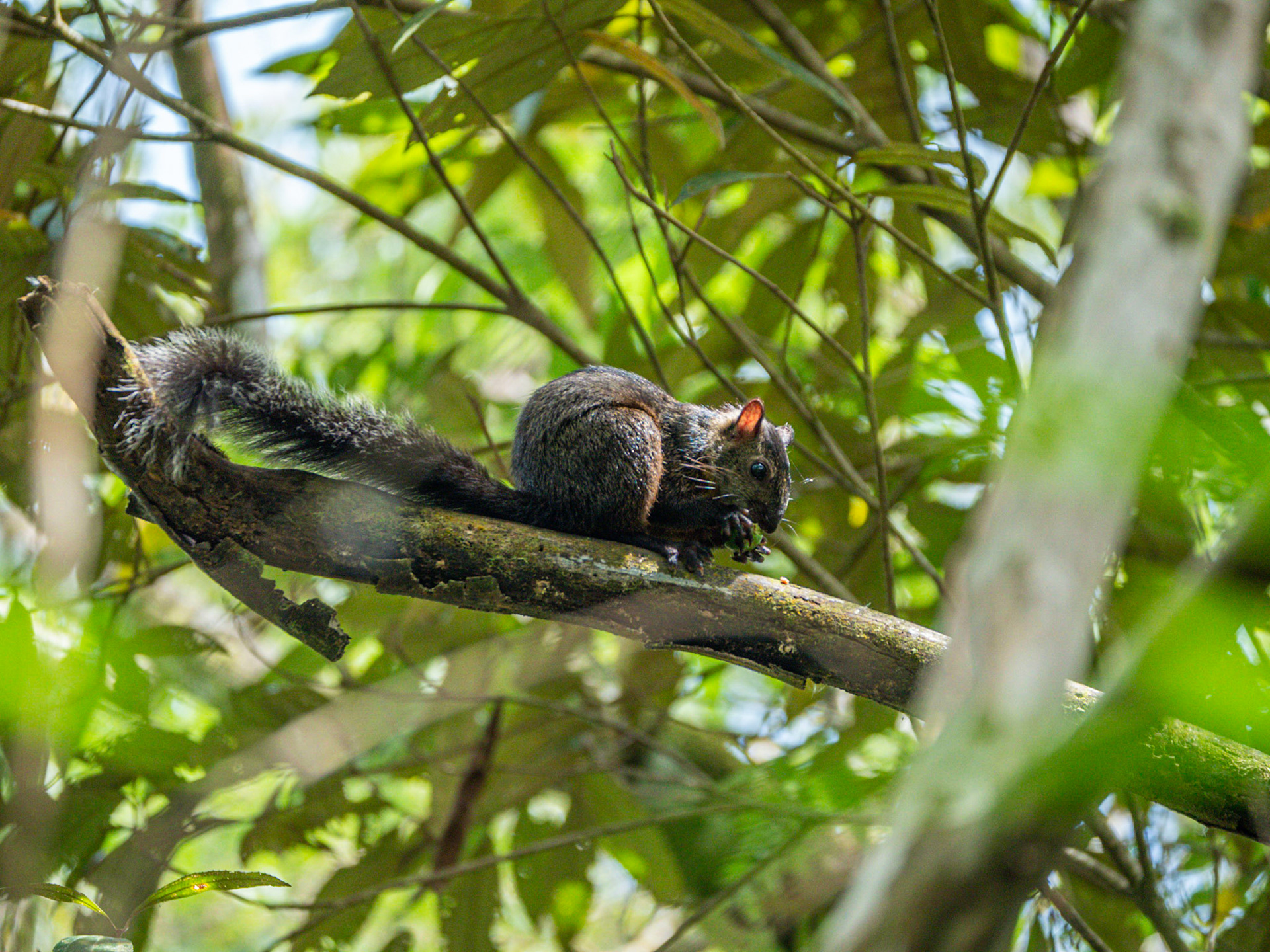 P1014336 Arenal volcano - Squirrel