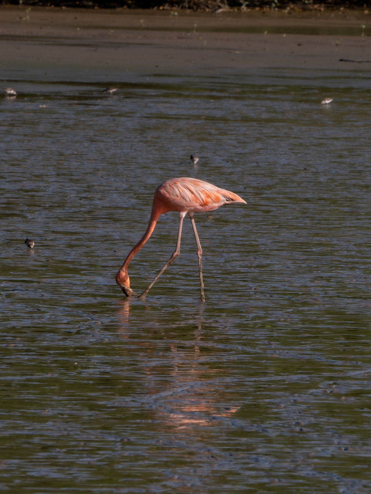 P1067160 Flamingo feeding