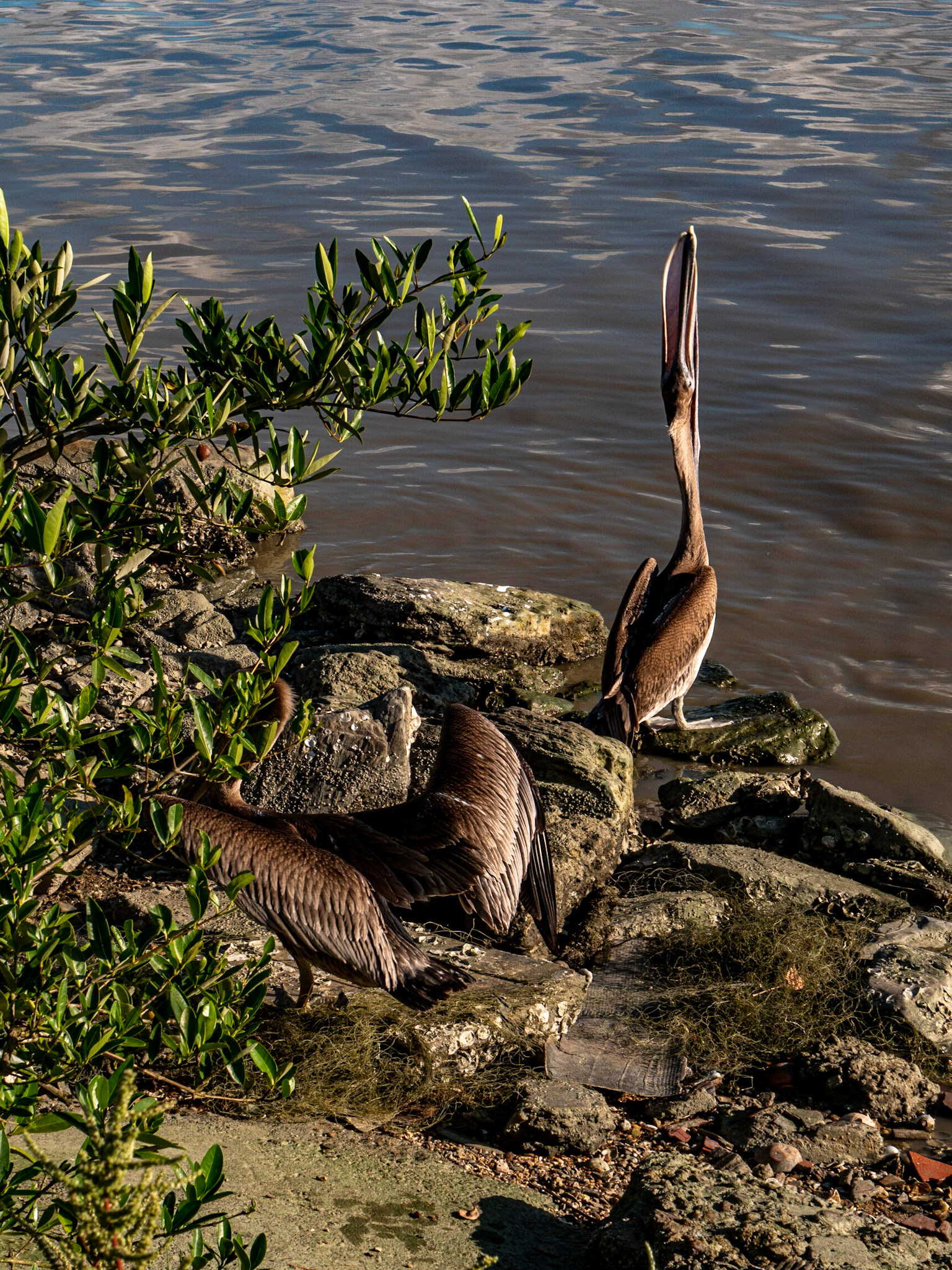 P1067254 Pelicans