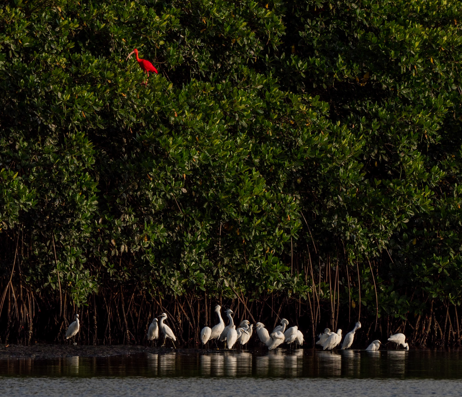 P1054566 Caroni Bird Santuary