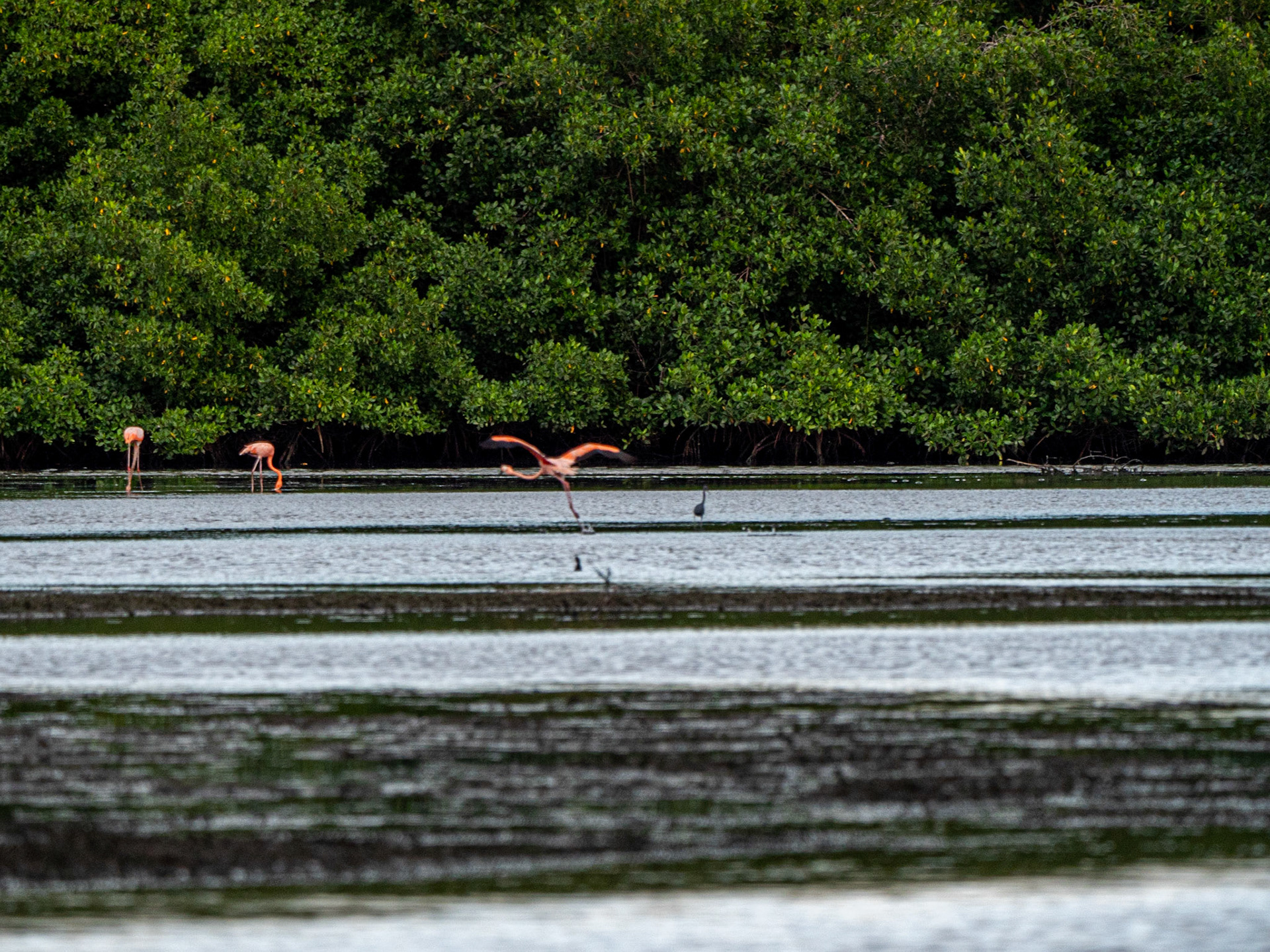 P1054383 Caroni Bird Santuary