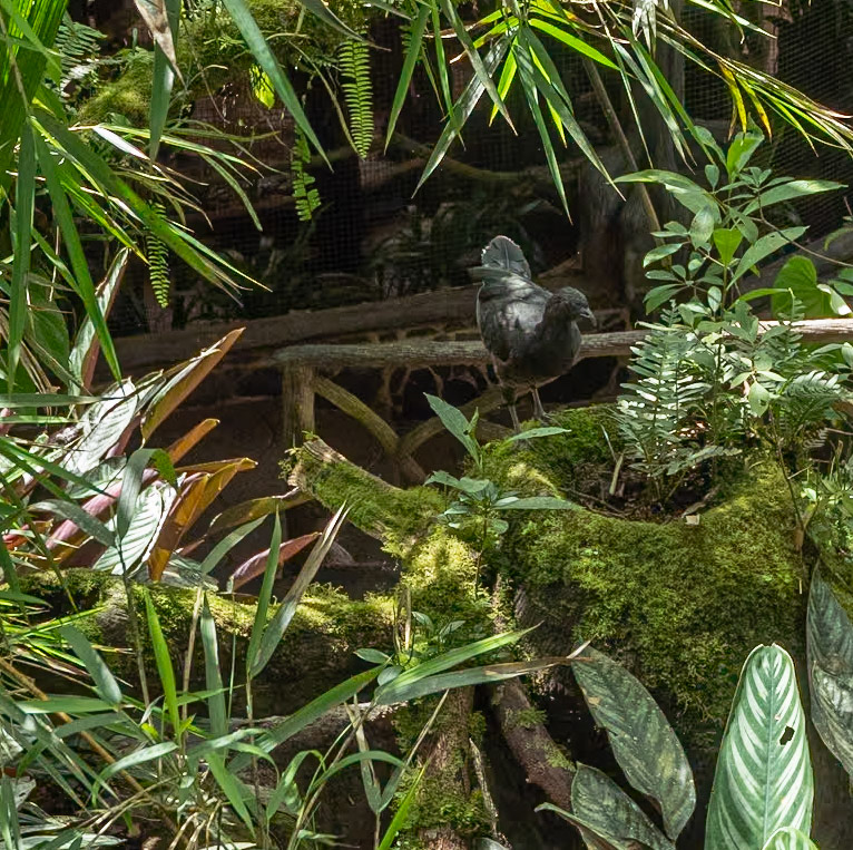 P1146481 The little bird hides in the shadows