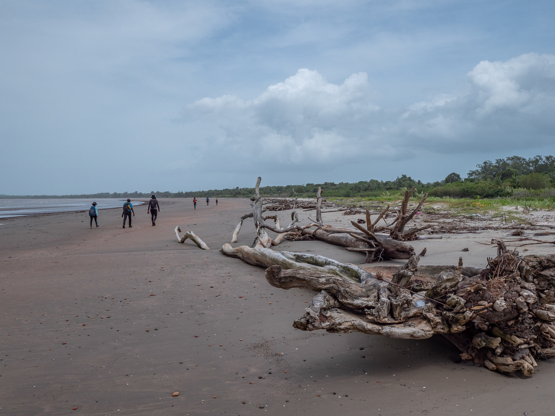 P1110447 Lots of fallen trees due to coastline erosion
